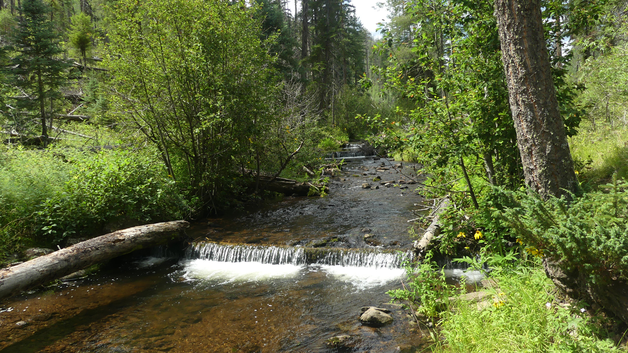 log dams on the West Fork Little Colorado River