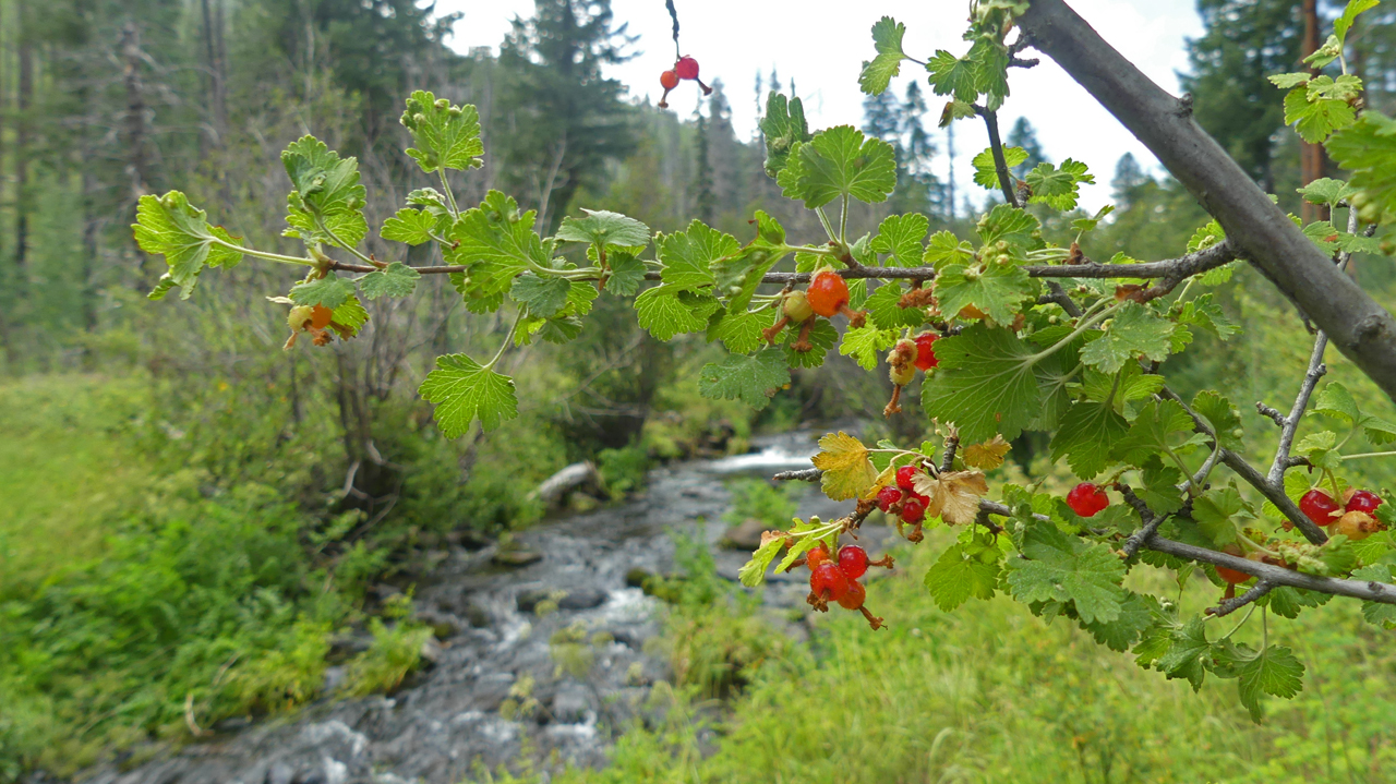 Wax Currant