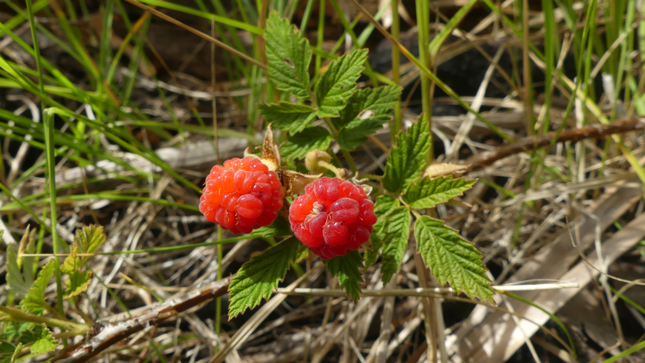 wild raspberries