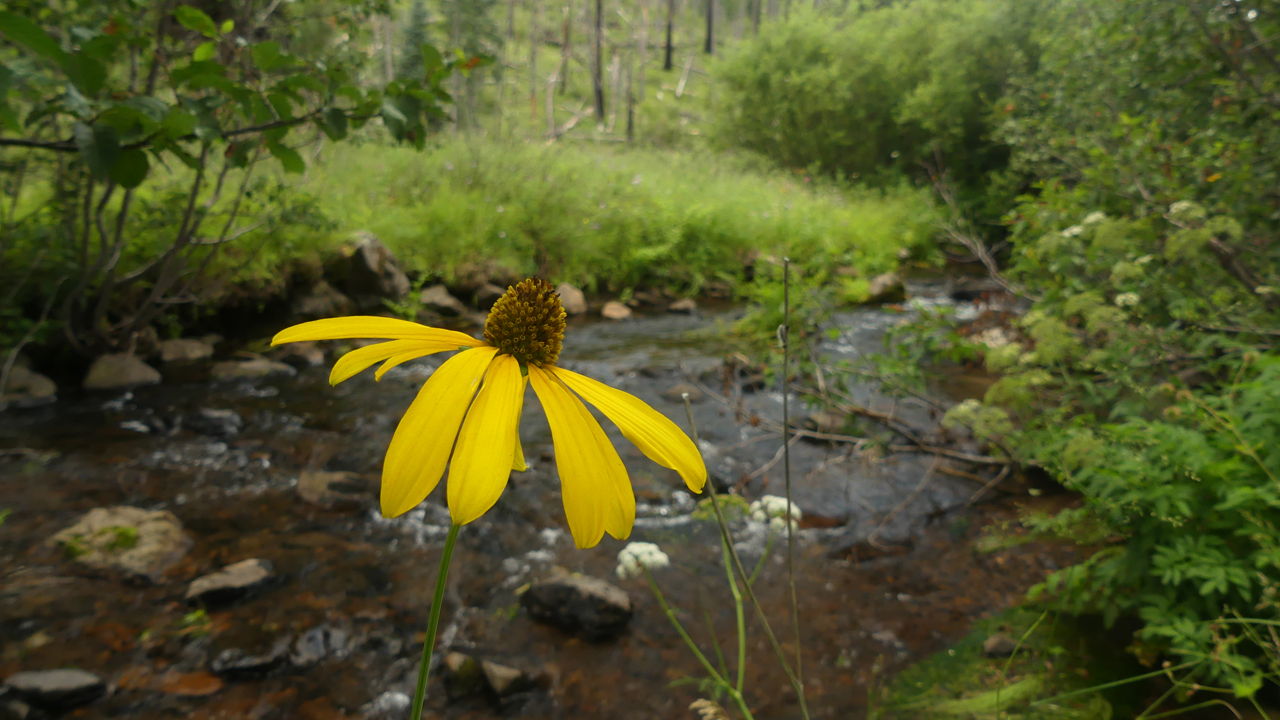 Cutleaf Coneflower