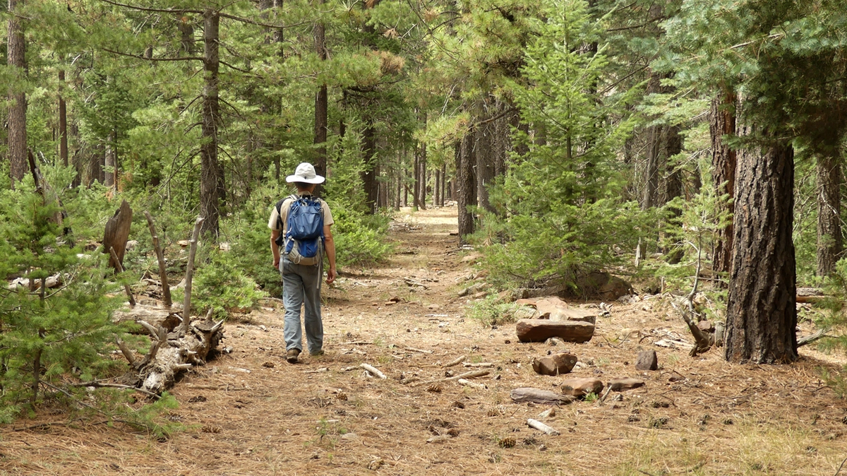 forest route
