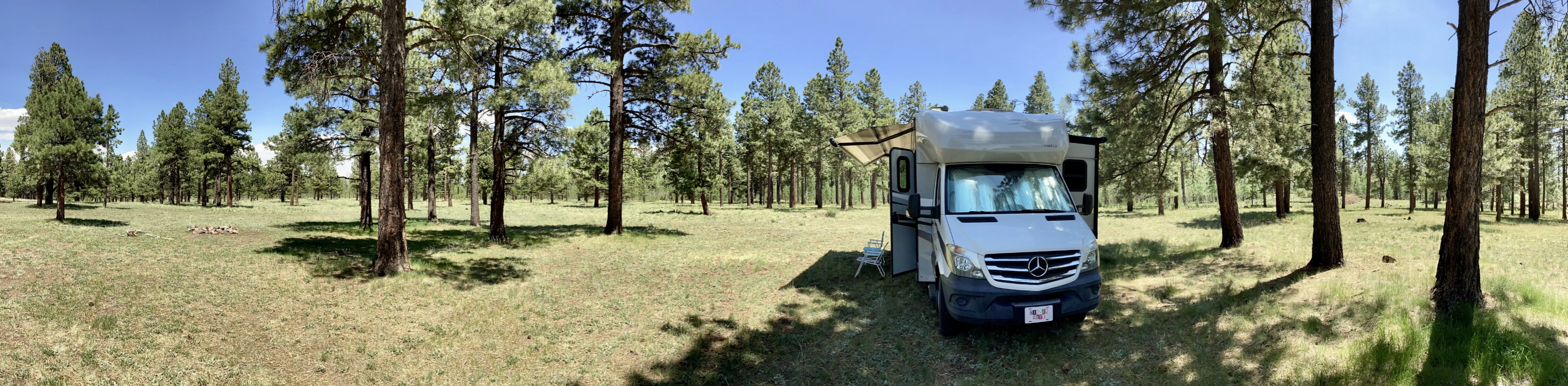 camped in a Ponderosa pine forest