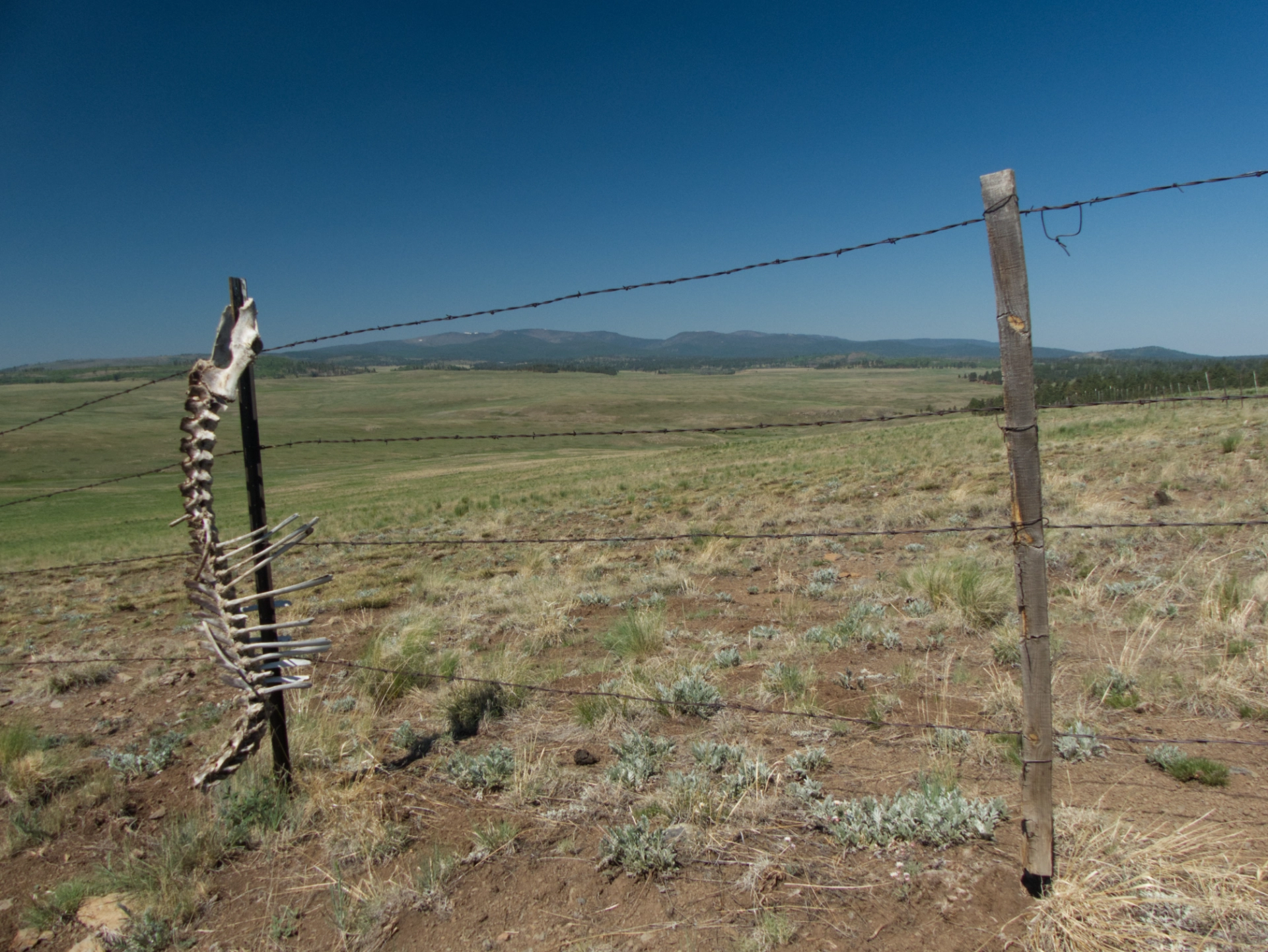 animal skeleton on fence in an alpine meadow