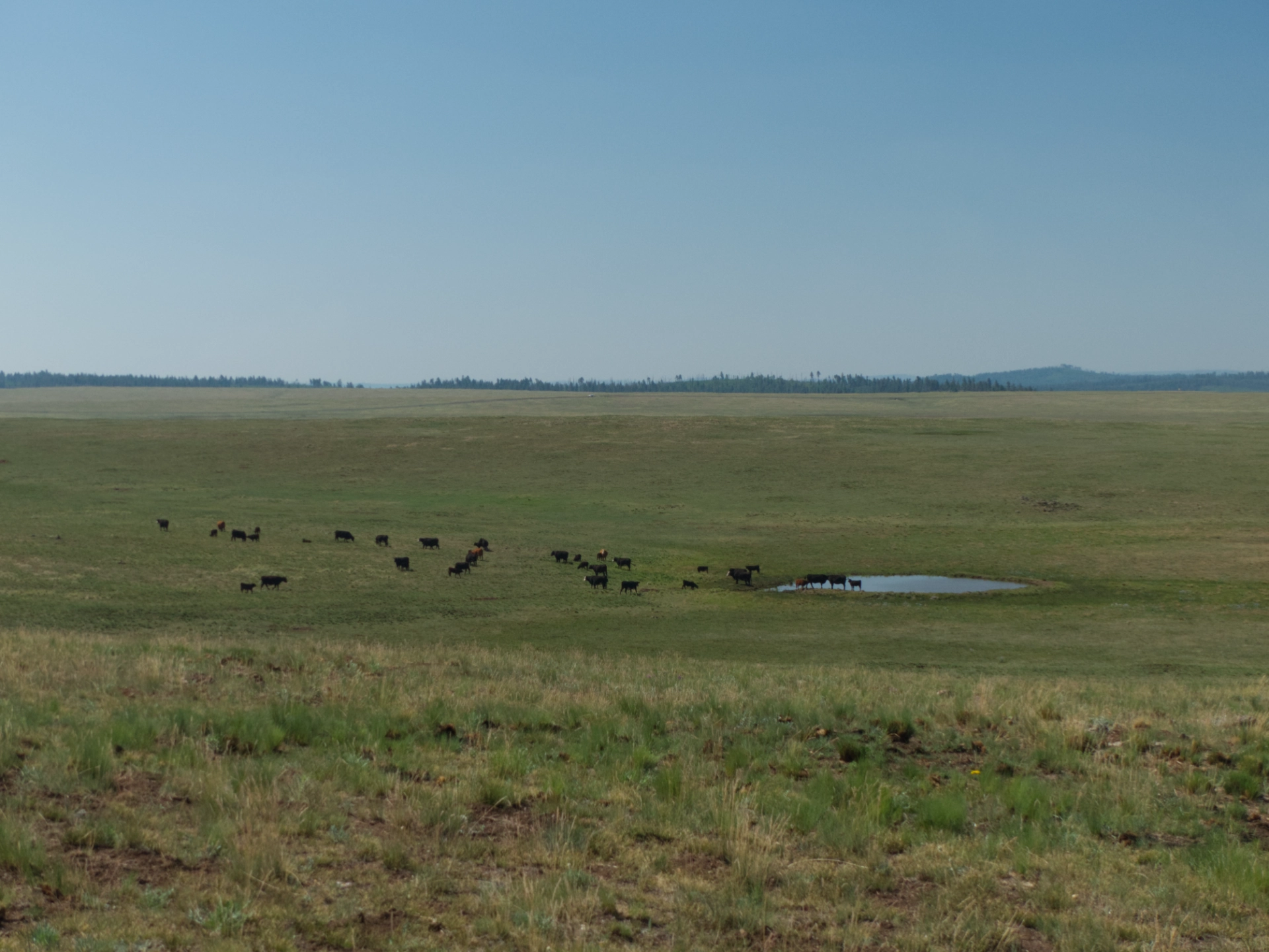 cows muddying a pond