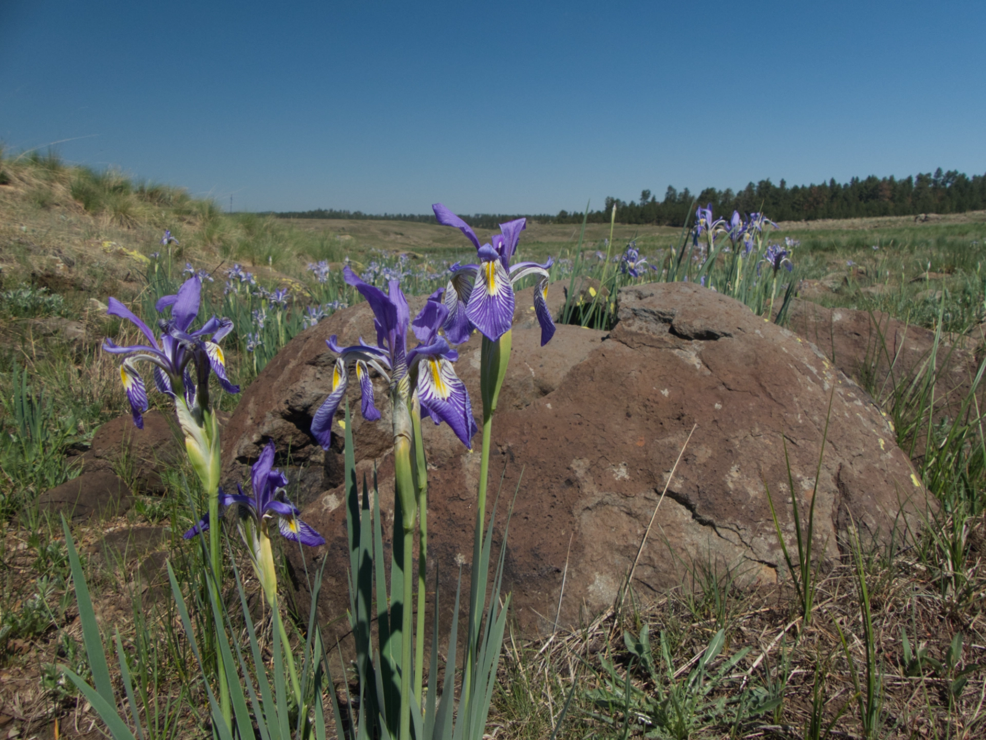 blue flag irises