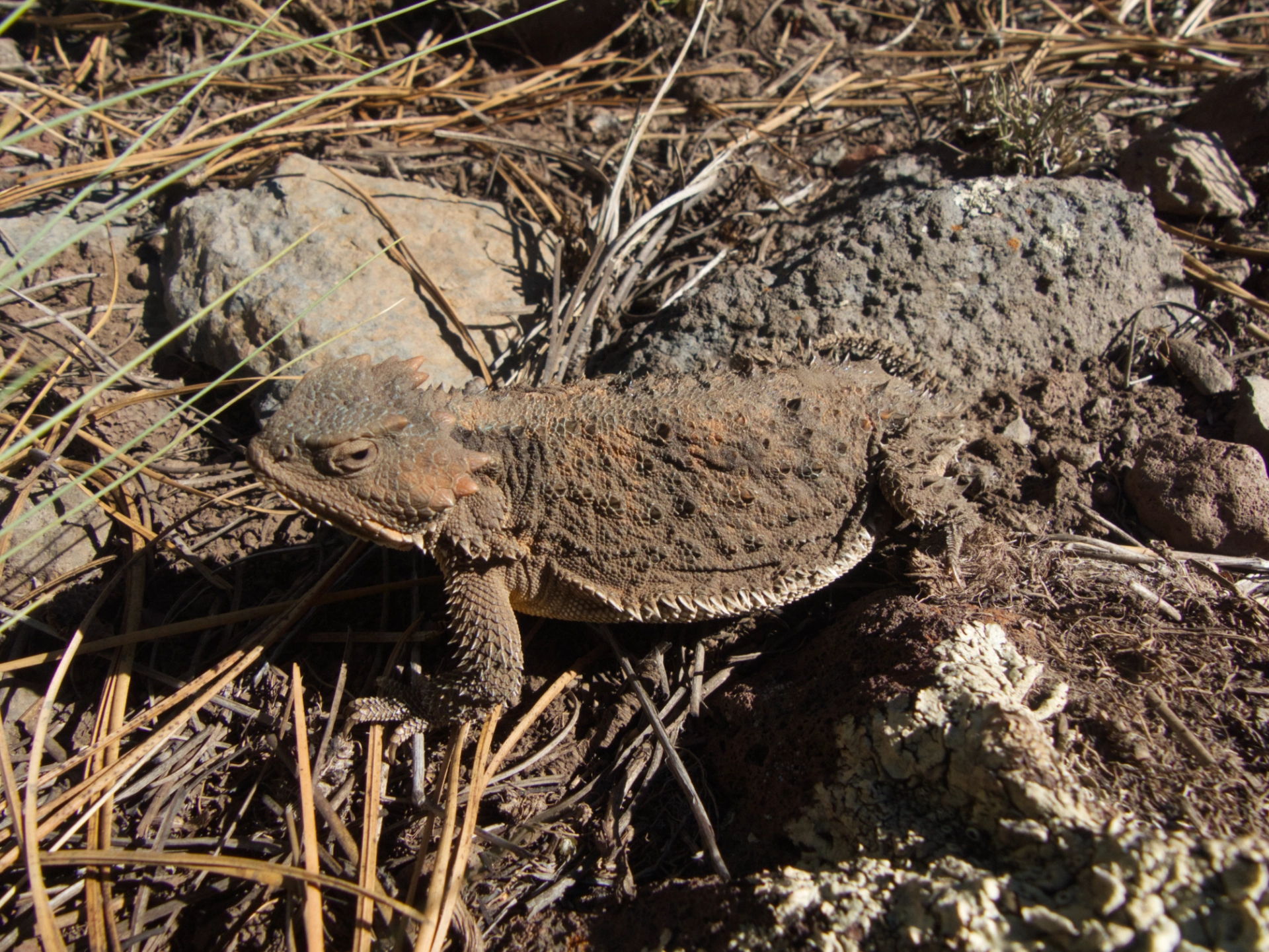 Greater Short-Horned Lizard