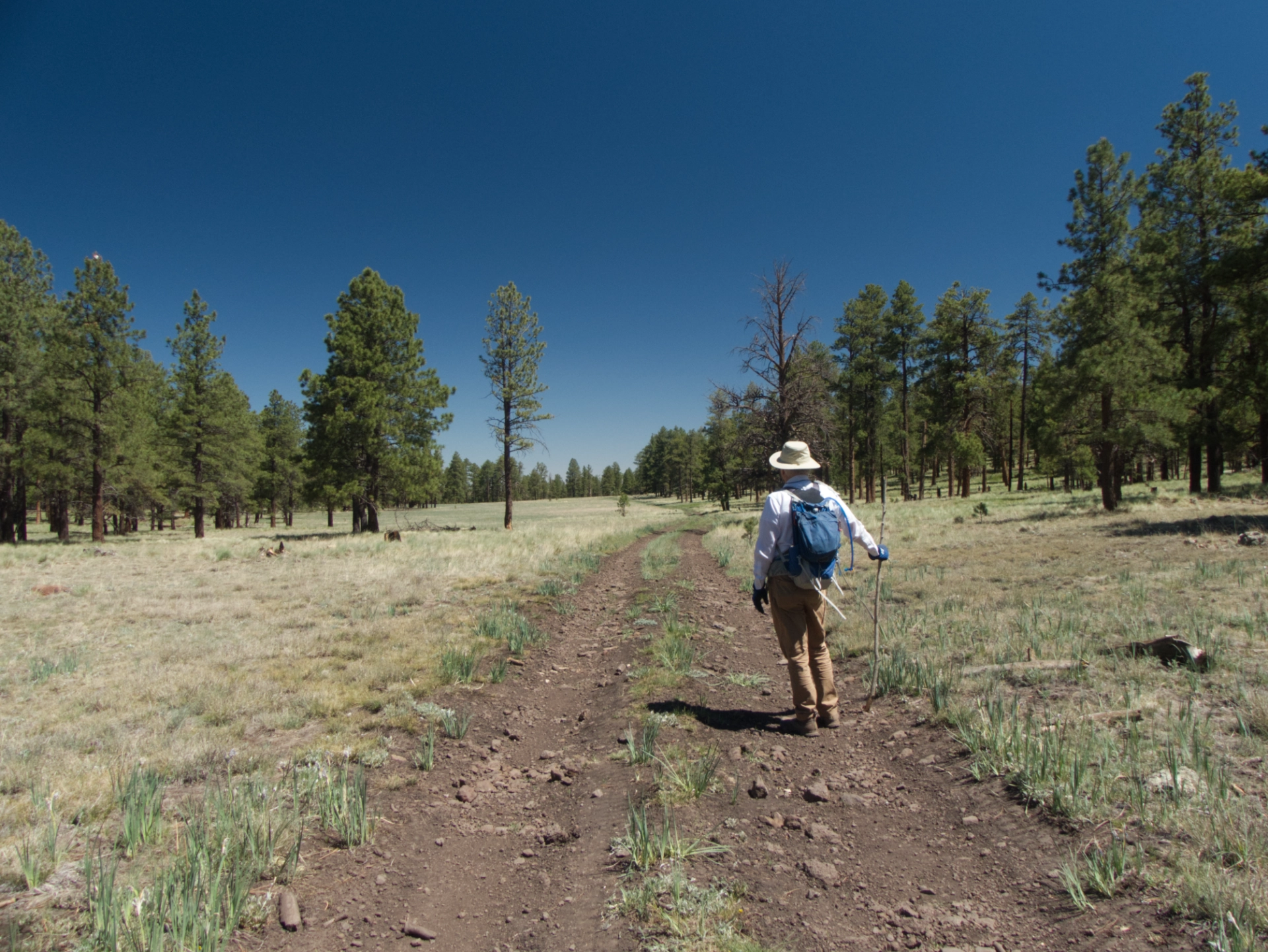 Dennis hiking out an old forest road through a meadow