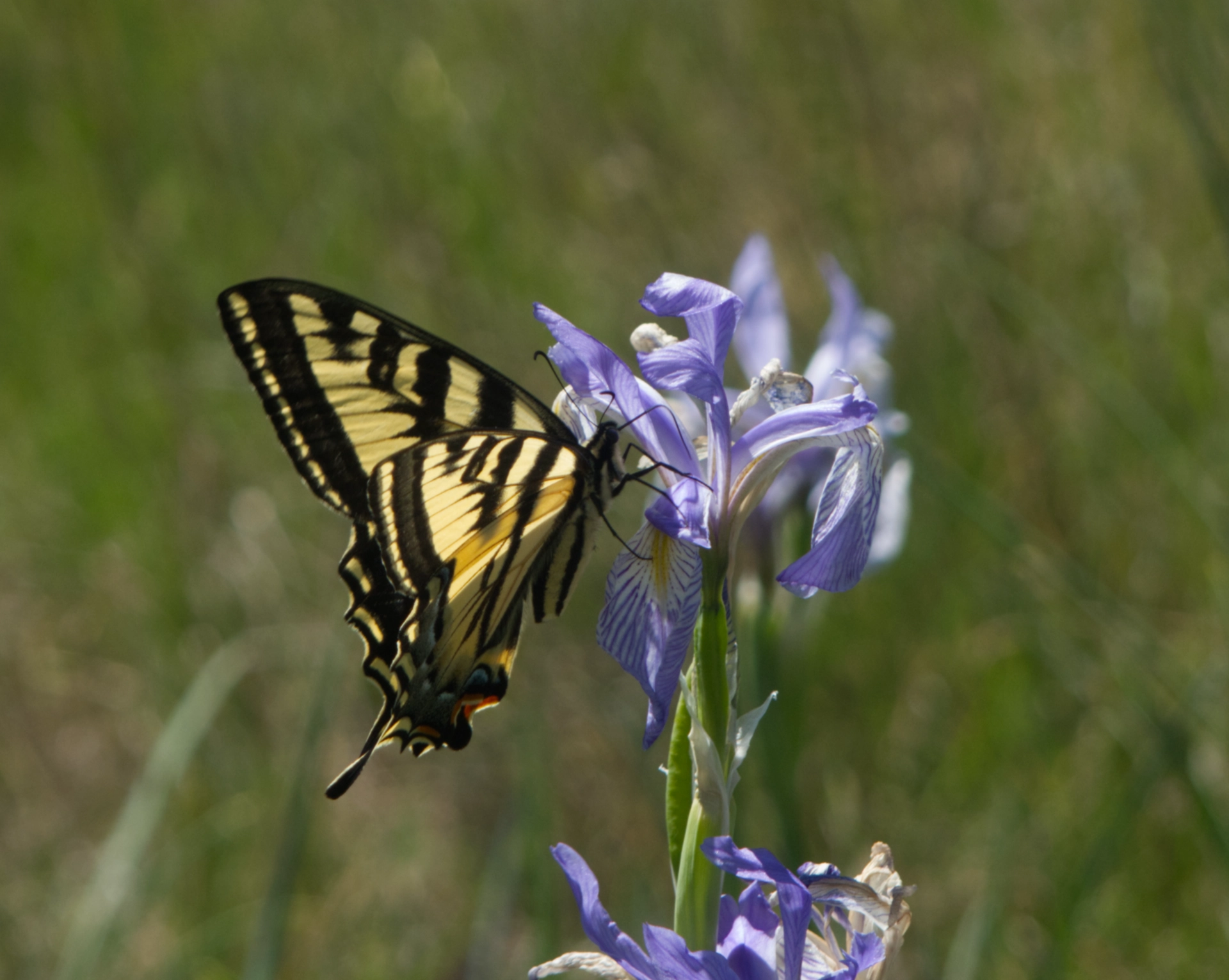 blue flag and swallowtail