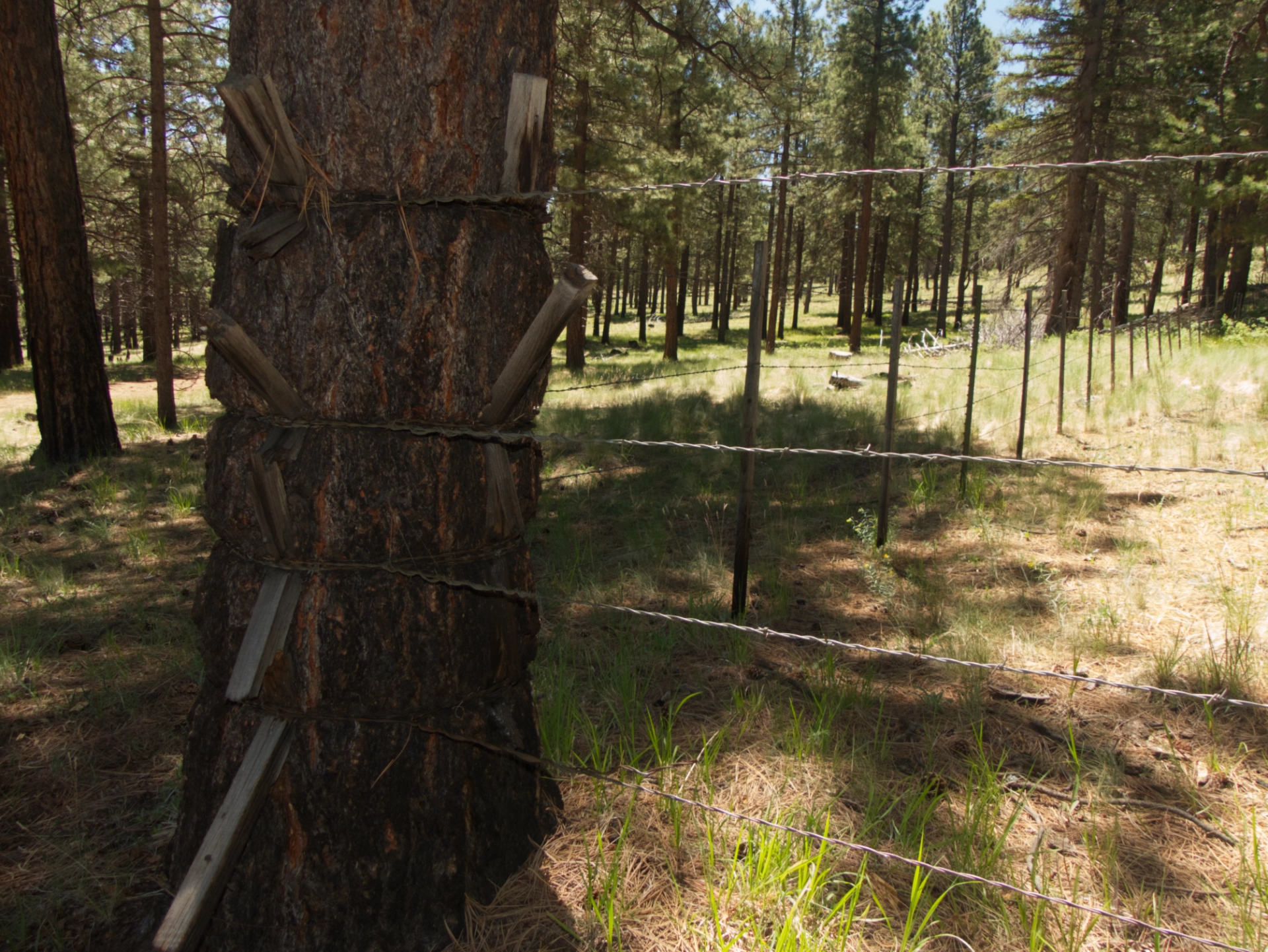 fence post busted by a Ponderosa pine