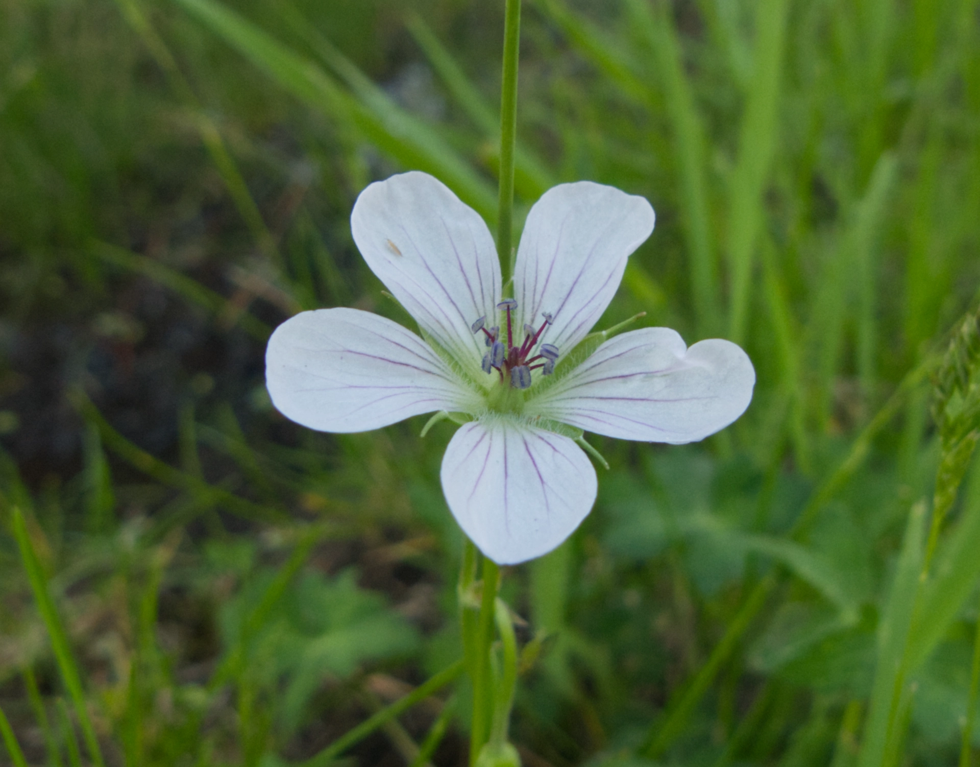 Richardson's Geranium