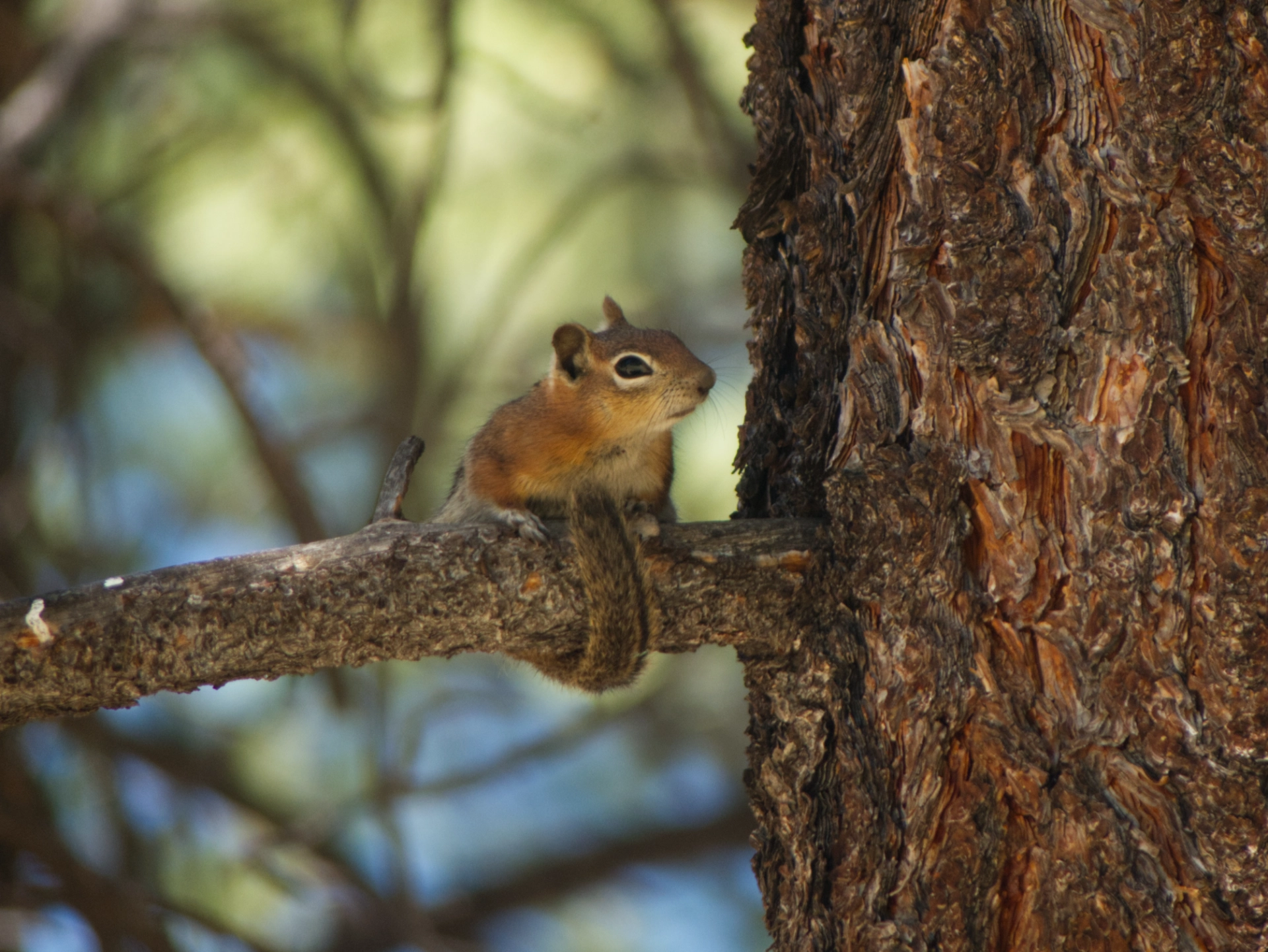 Golden-Mantled Ground Squirrel