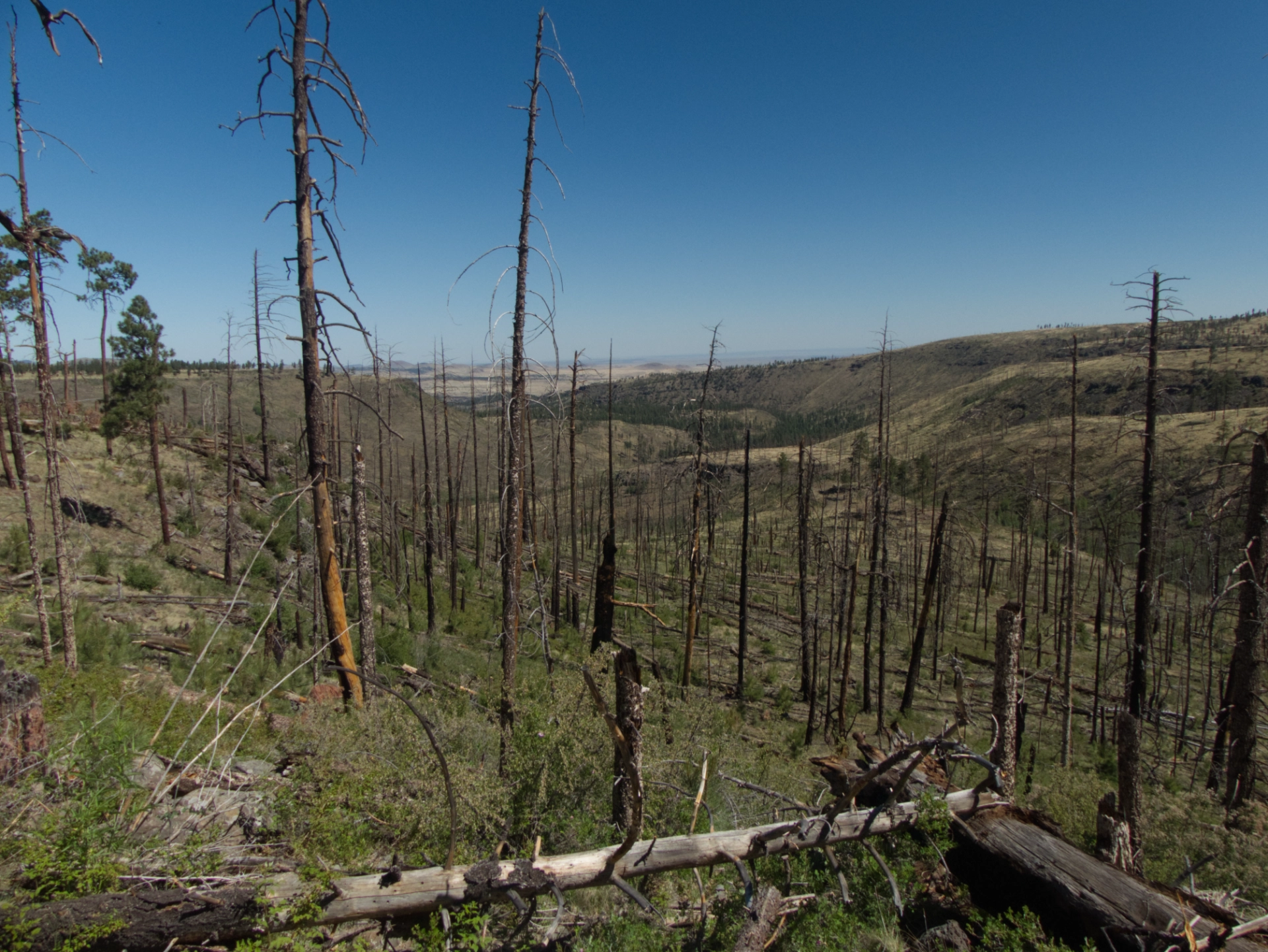 Little Colorado River valley devastated by fire