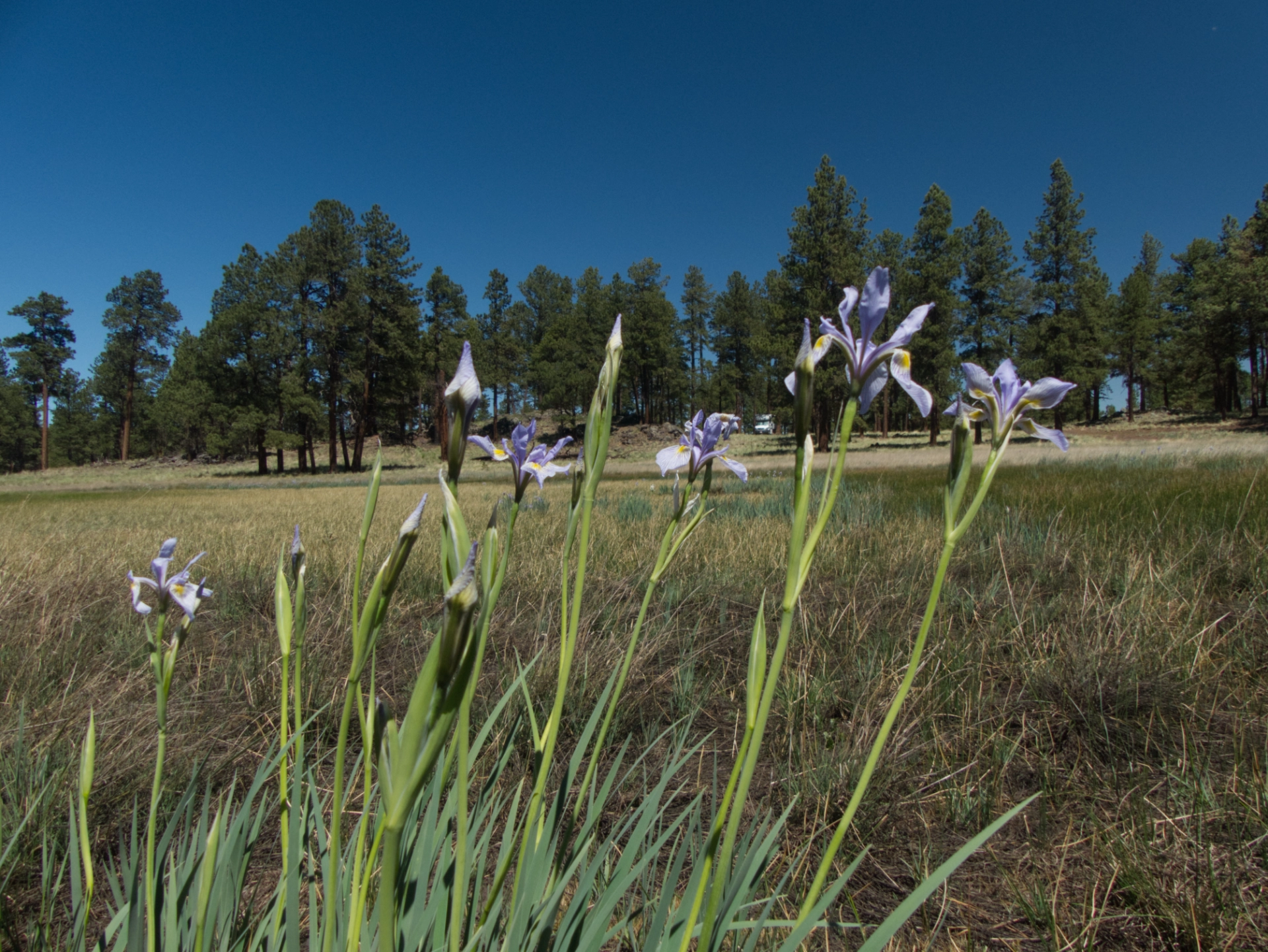 RV in a field of blue flags