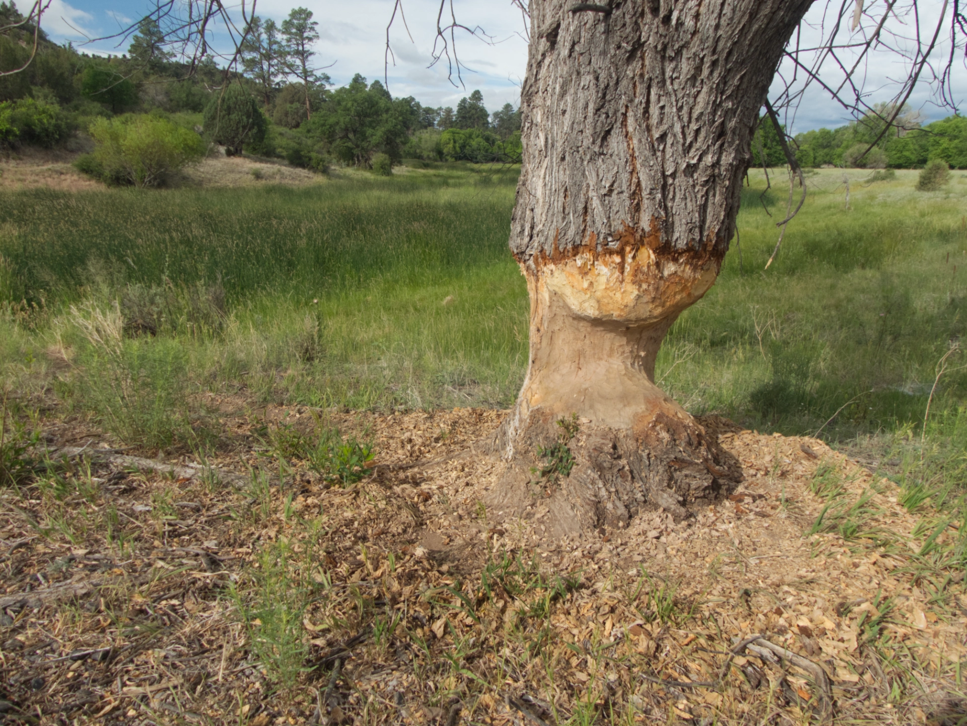 large cottonwood almost felled by beavers