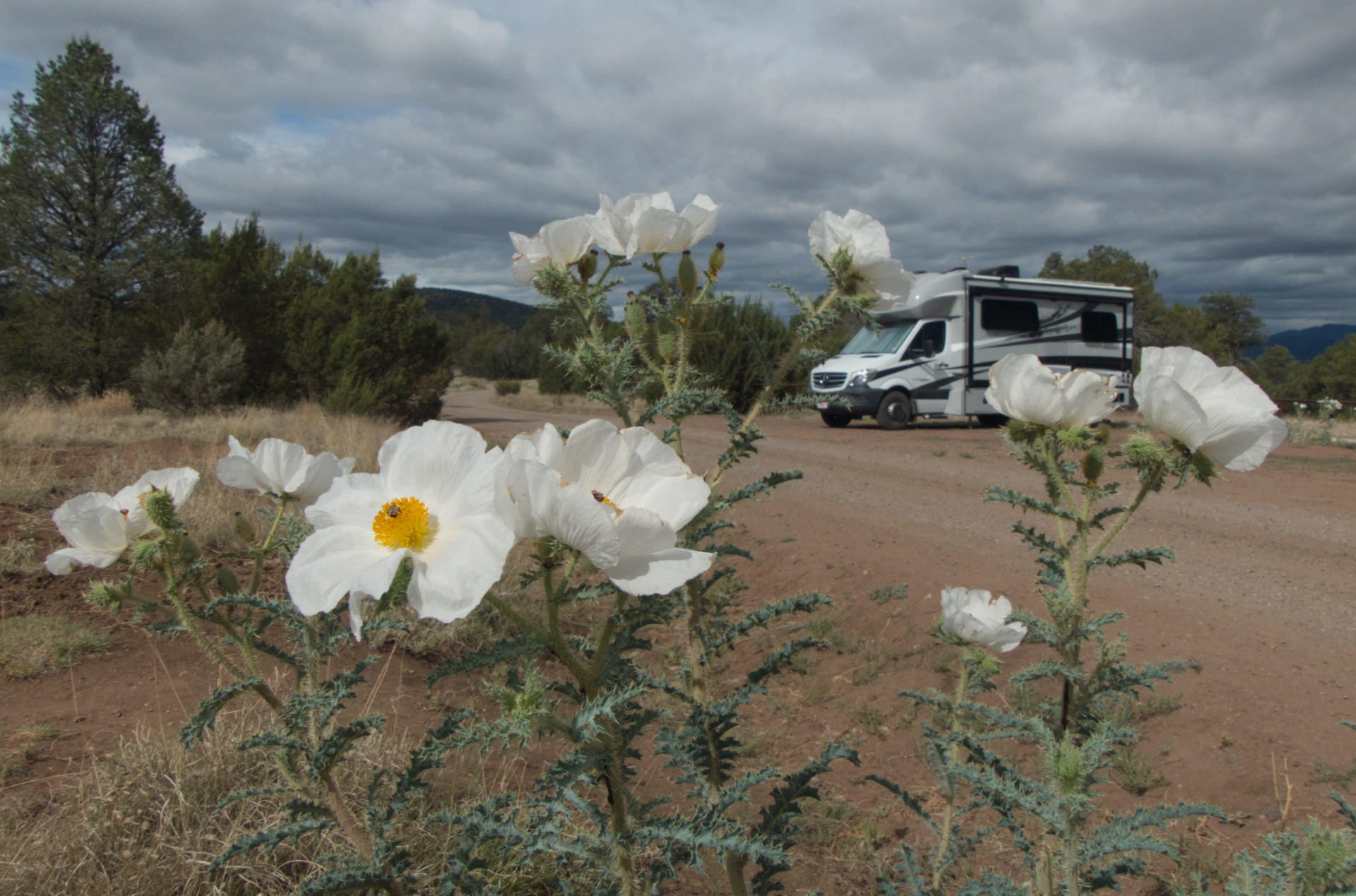 RV in the Prickly Poppies