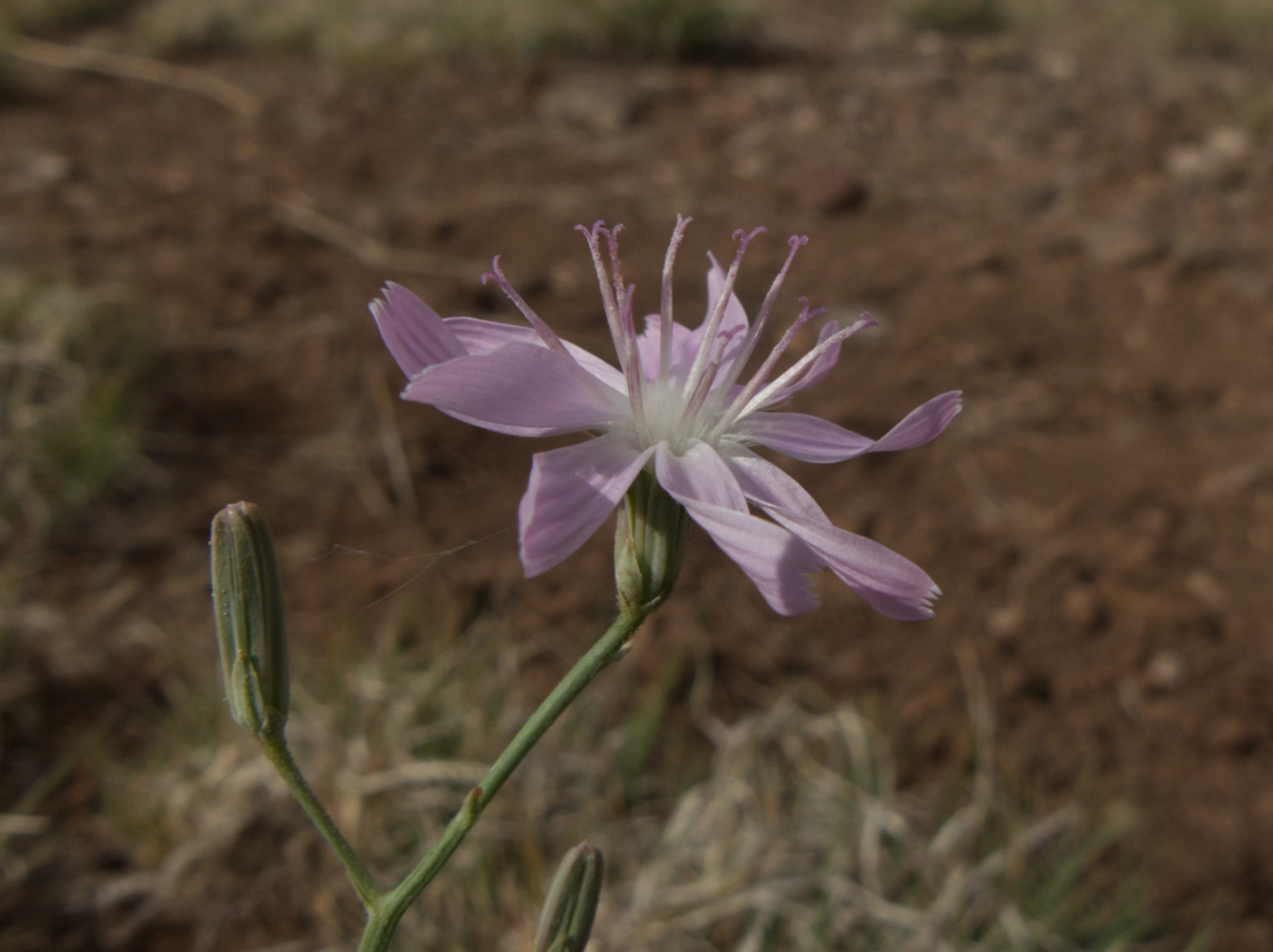 Narrow-Leaved Wirelettuce