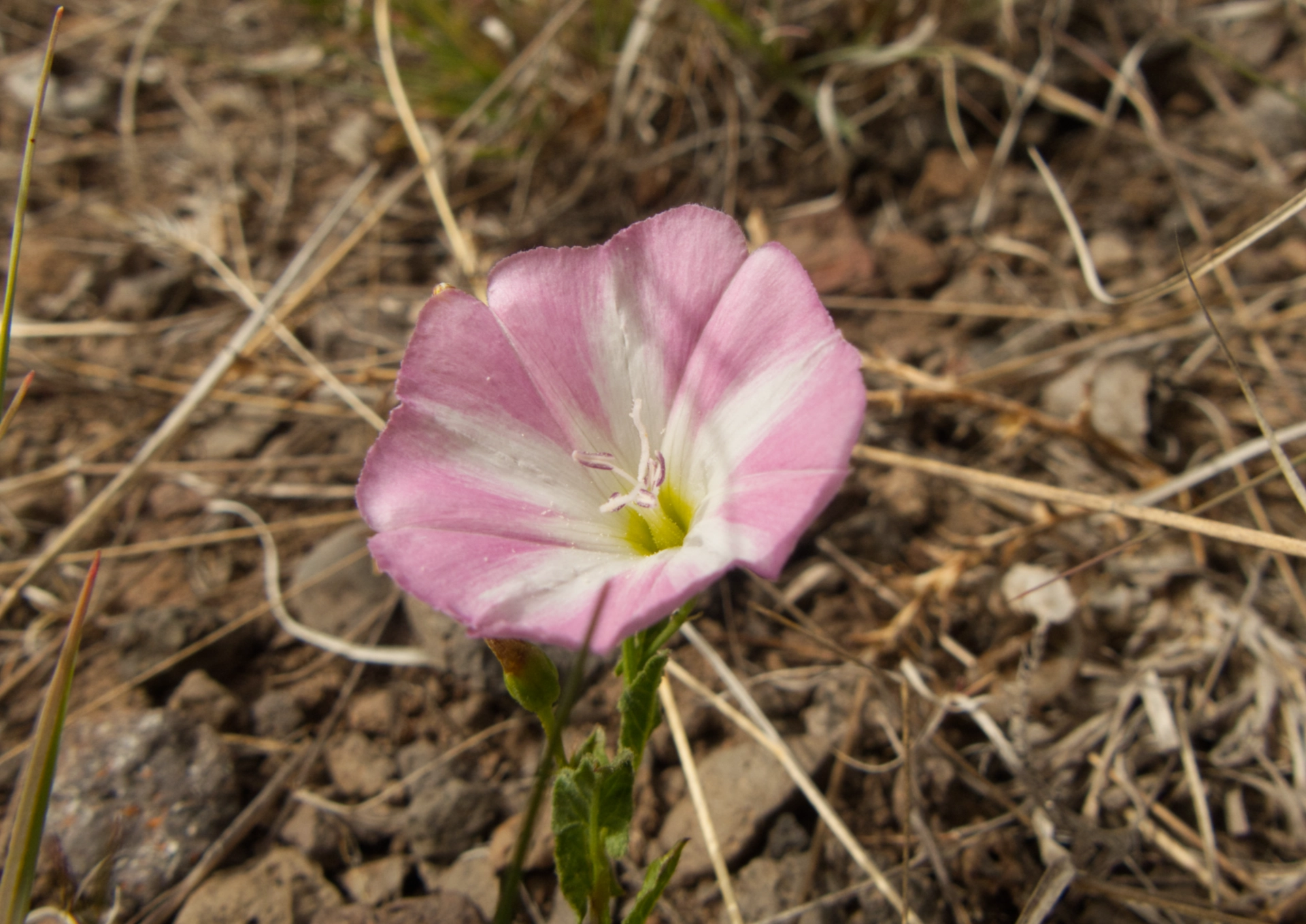 Field Bindweed