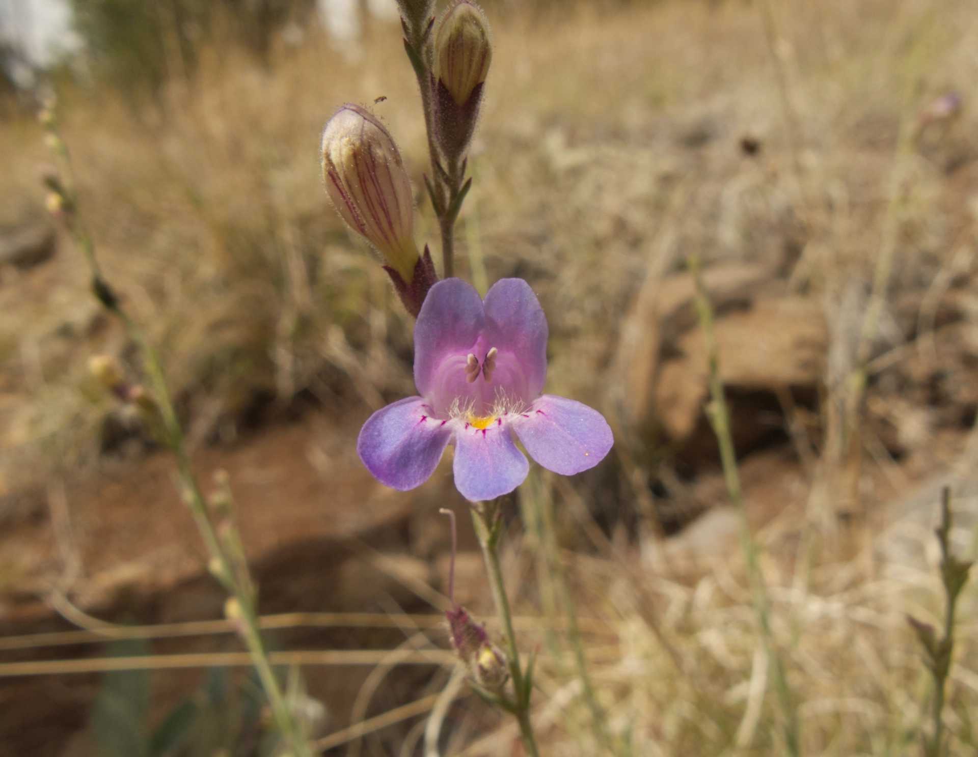 Toadflax Beardtongue