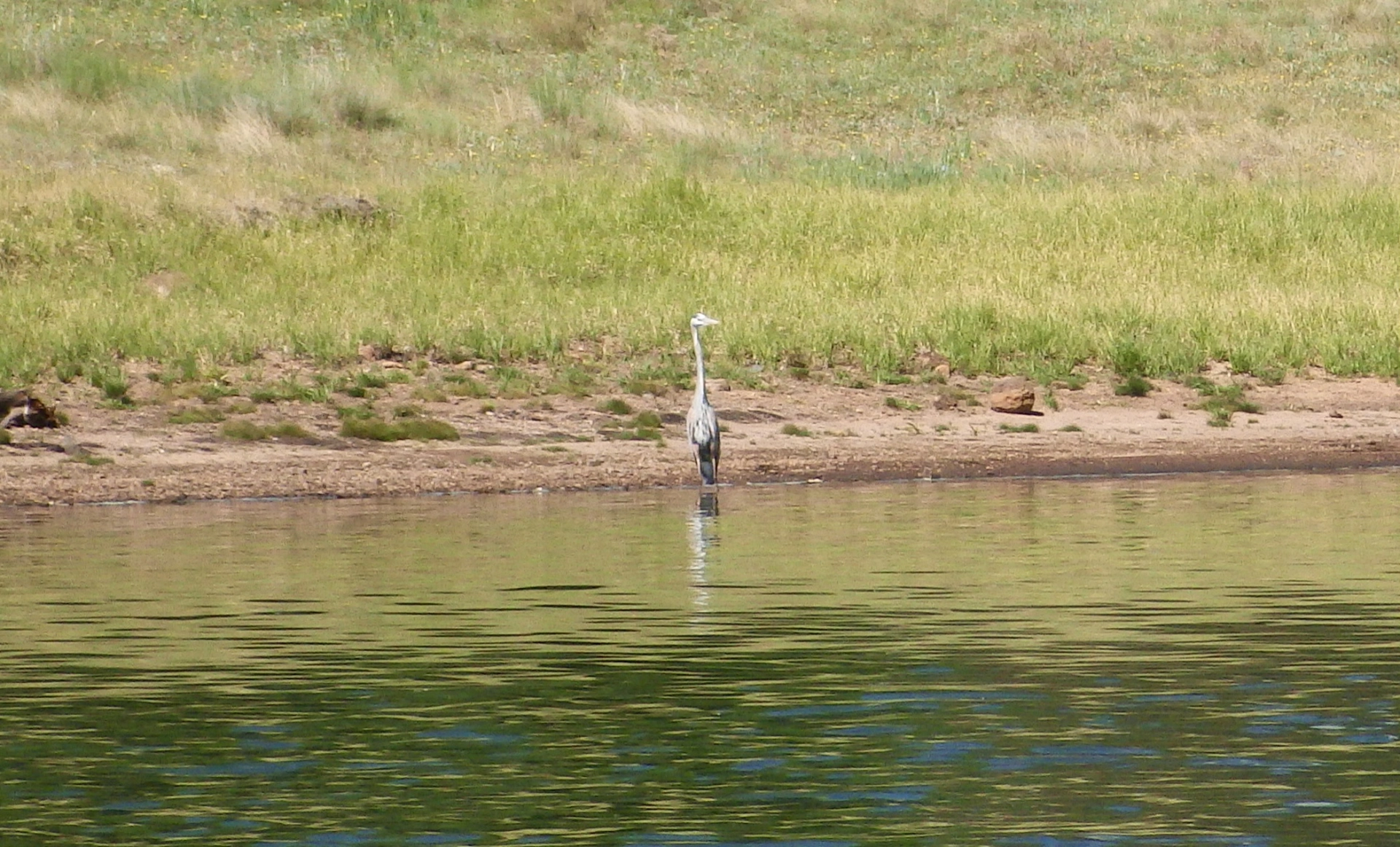 great blue heron on the shore