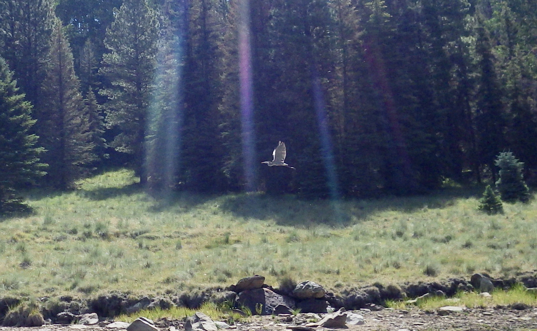 great blue heron flying