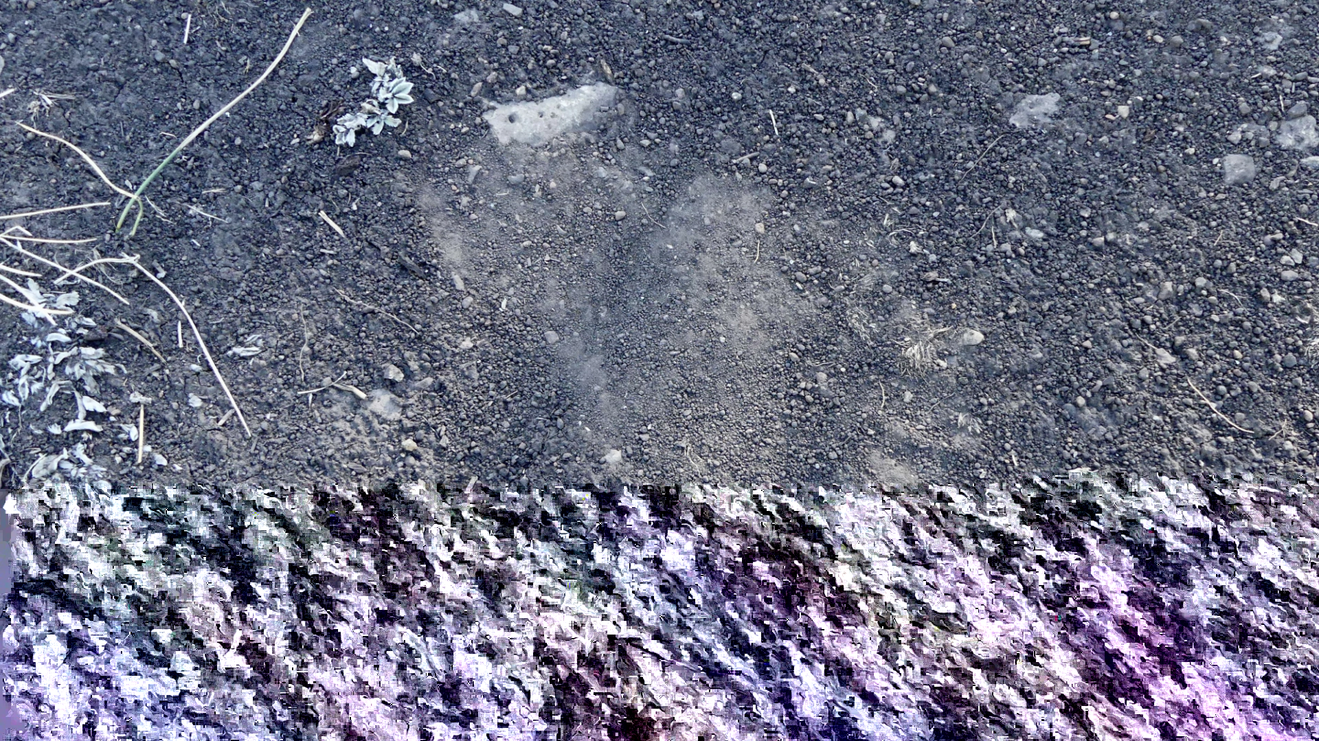 bear paw print
