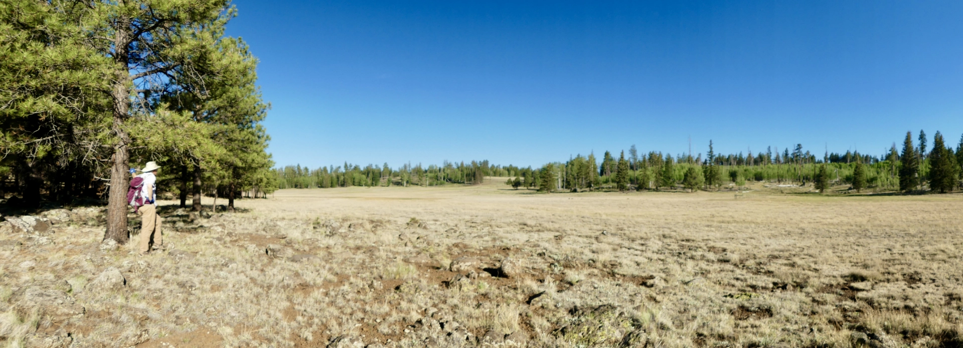 Dennis at the edge of a large grassy meadow