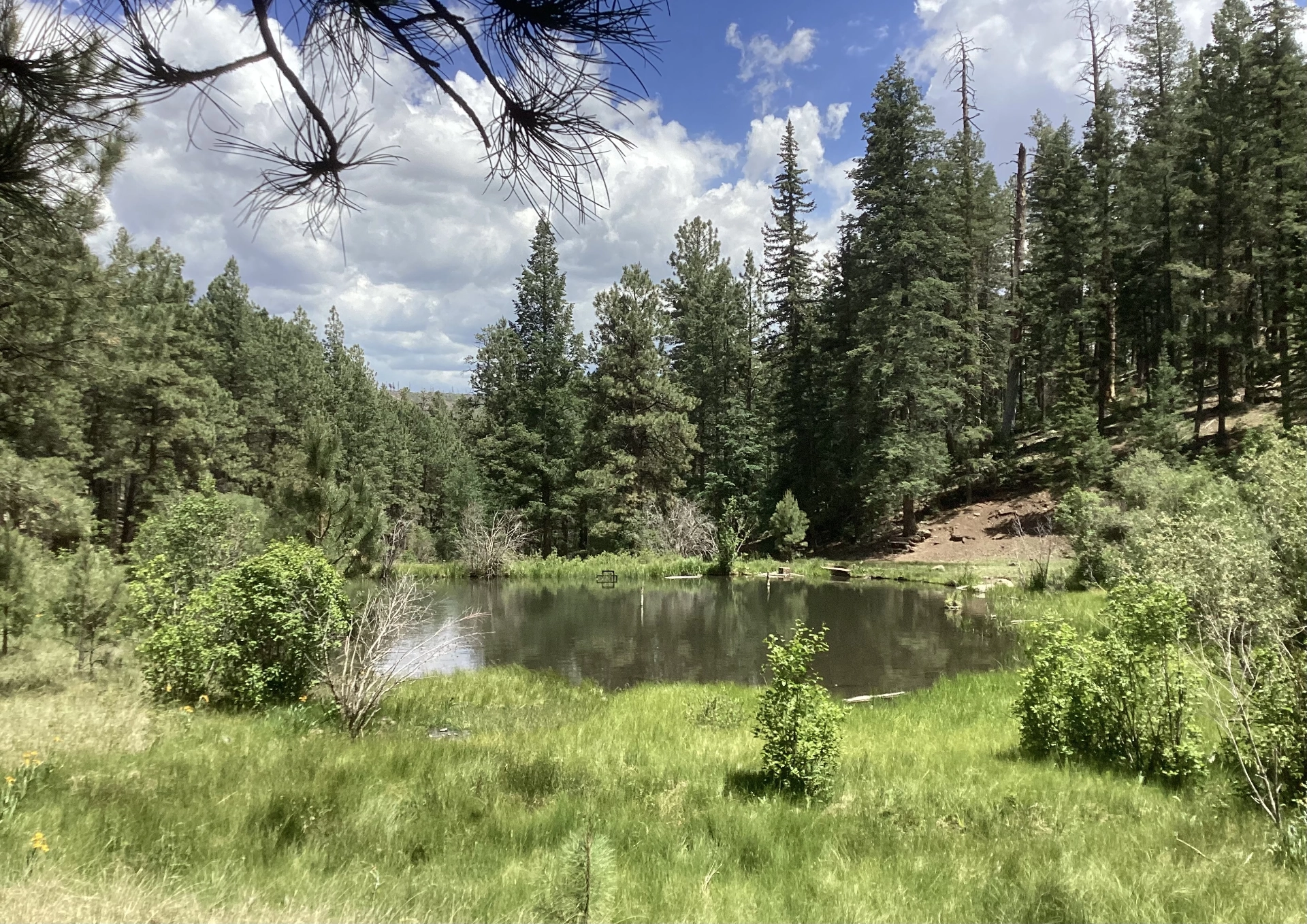 RV in wooded campsite