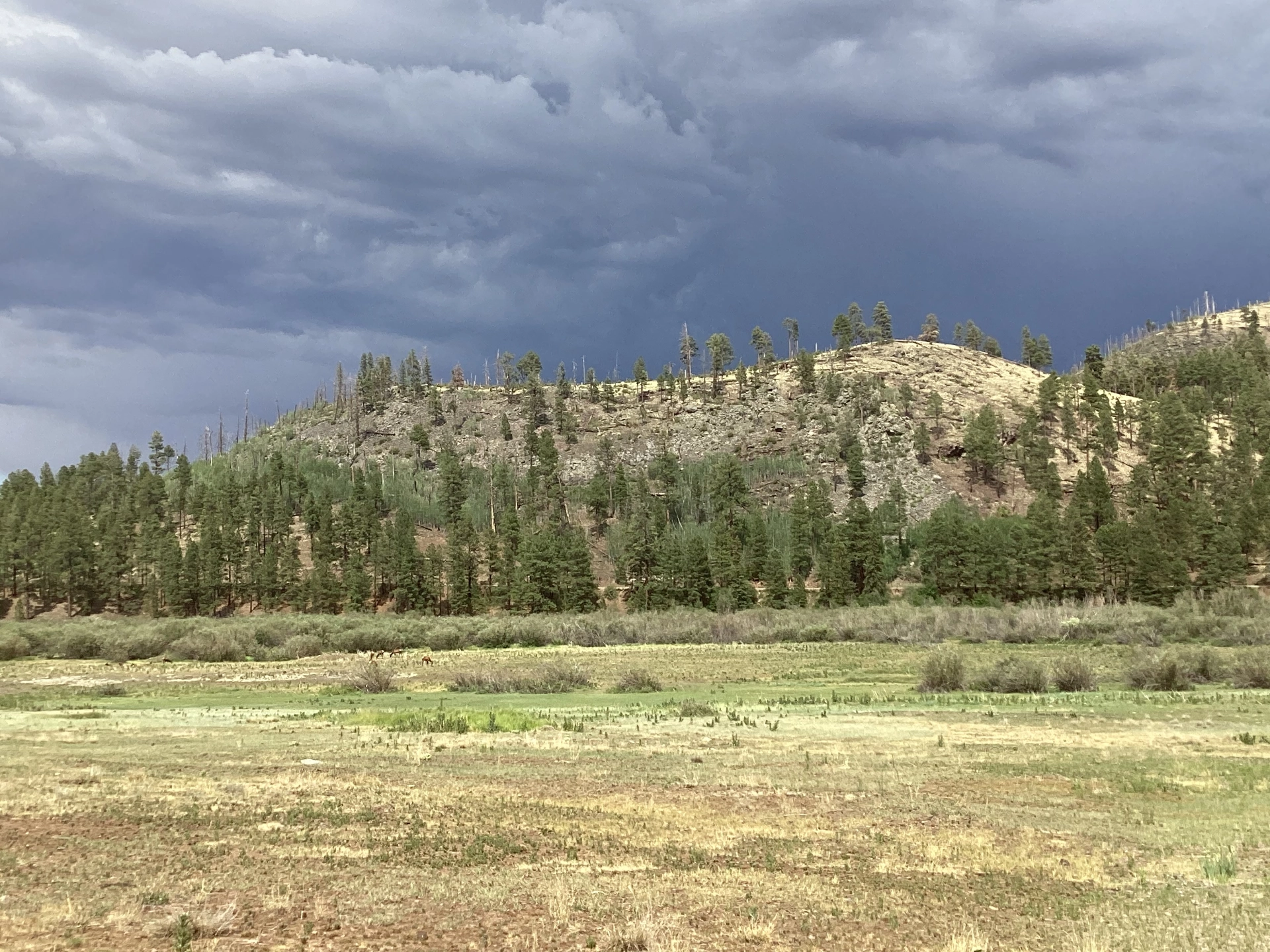 dark clouds in the distance and elk grazing