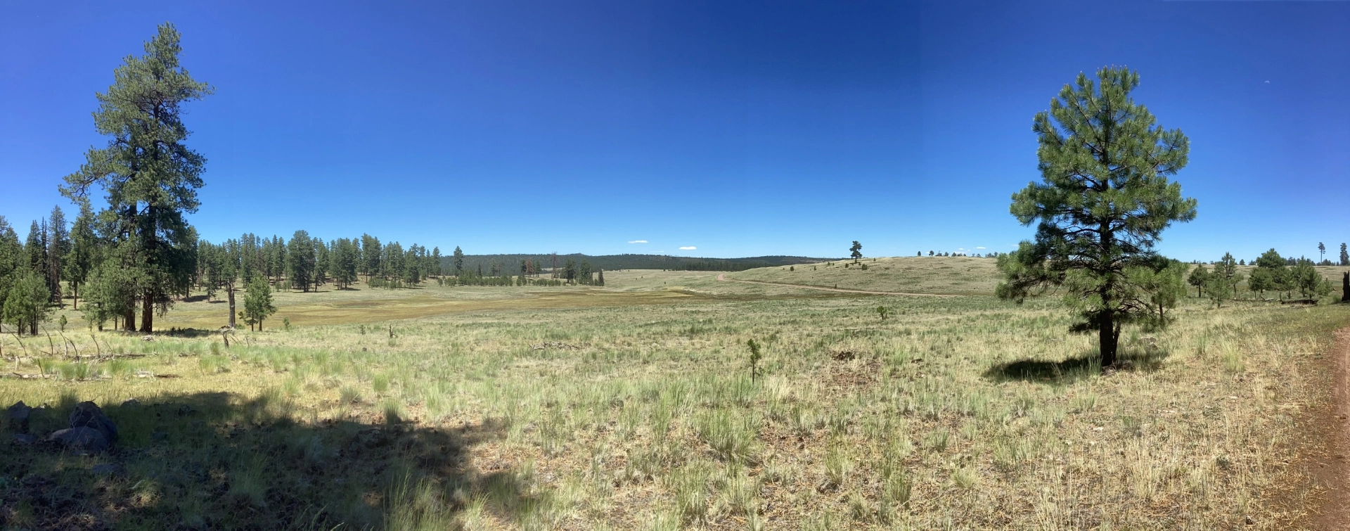wide rolling grassy meadow
