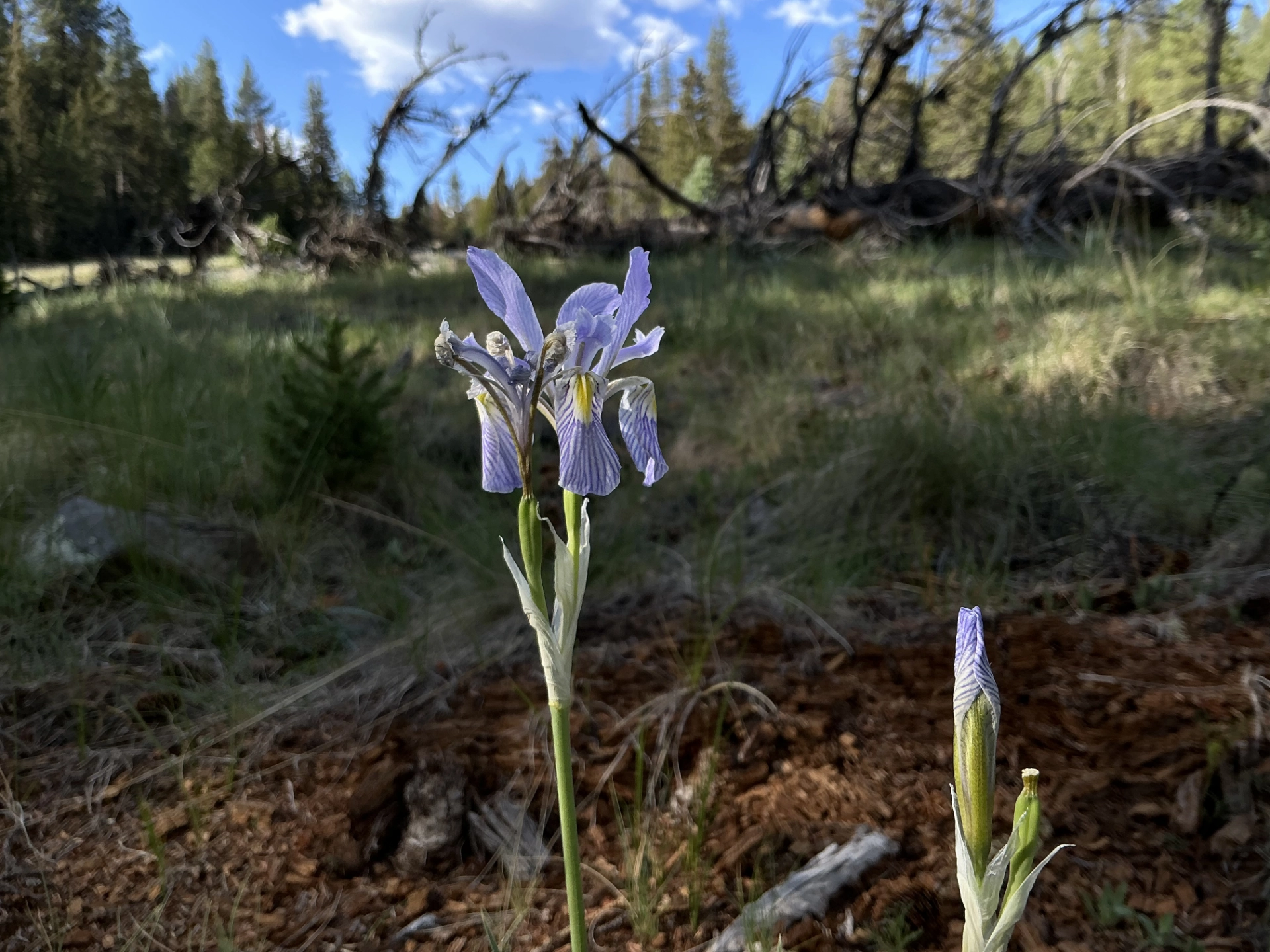 Western blue flag