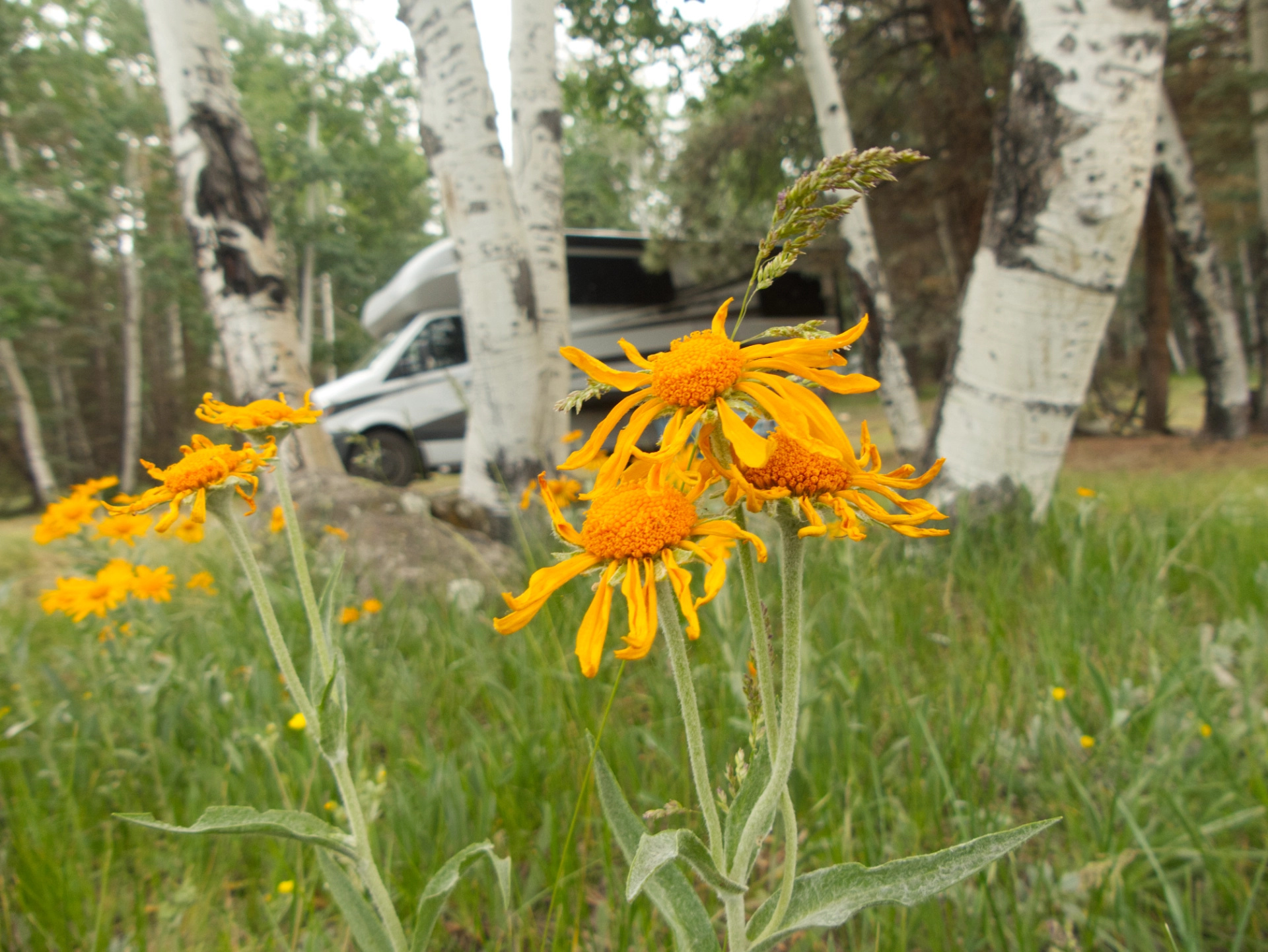 owlsclaw blossoms at oir campsite