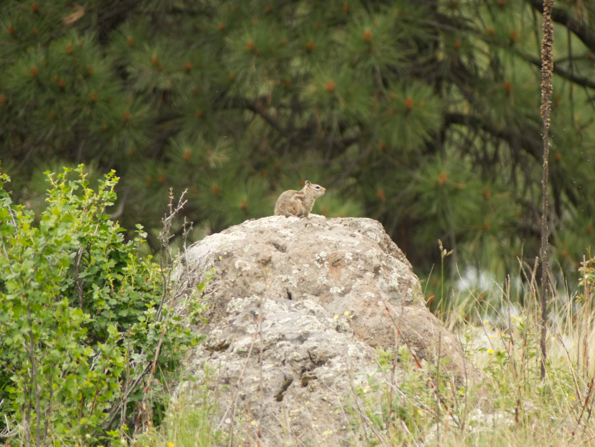 Golden mantled ground squirrel