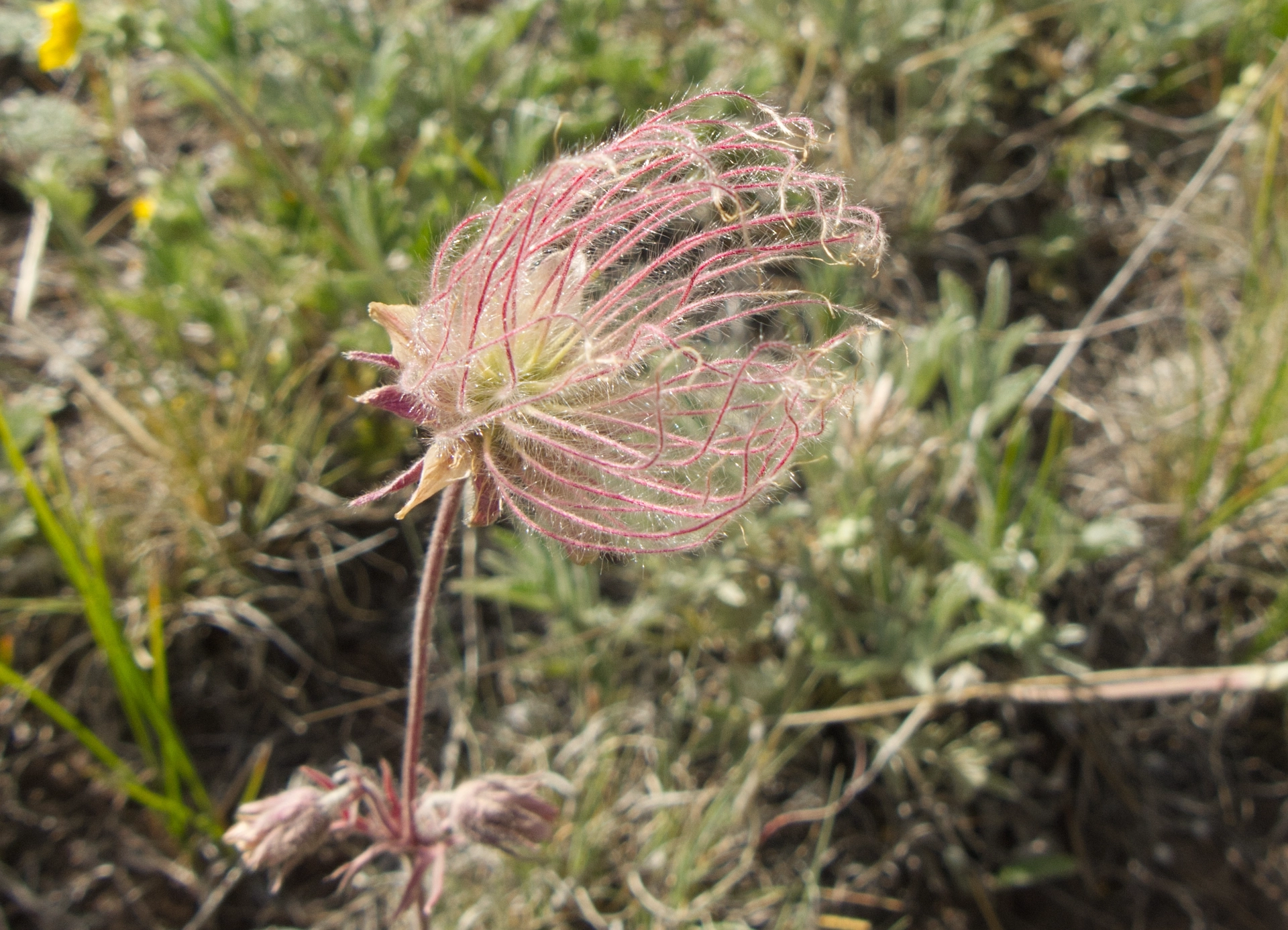int-sized apache plume