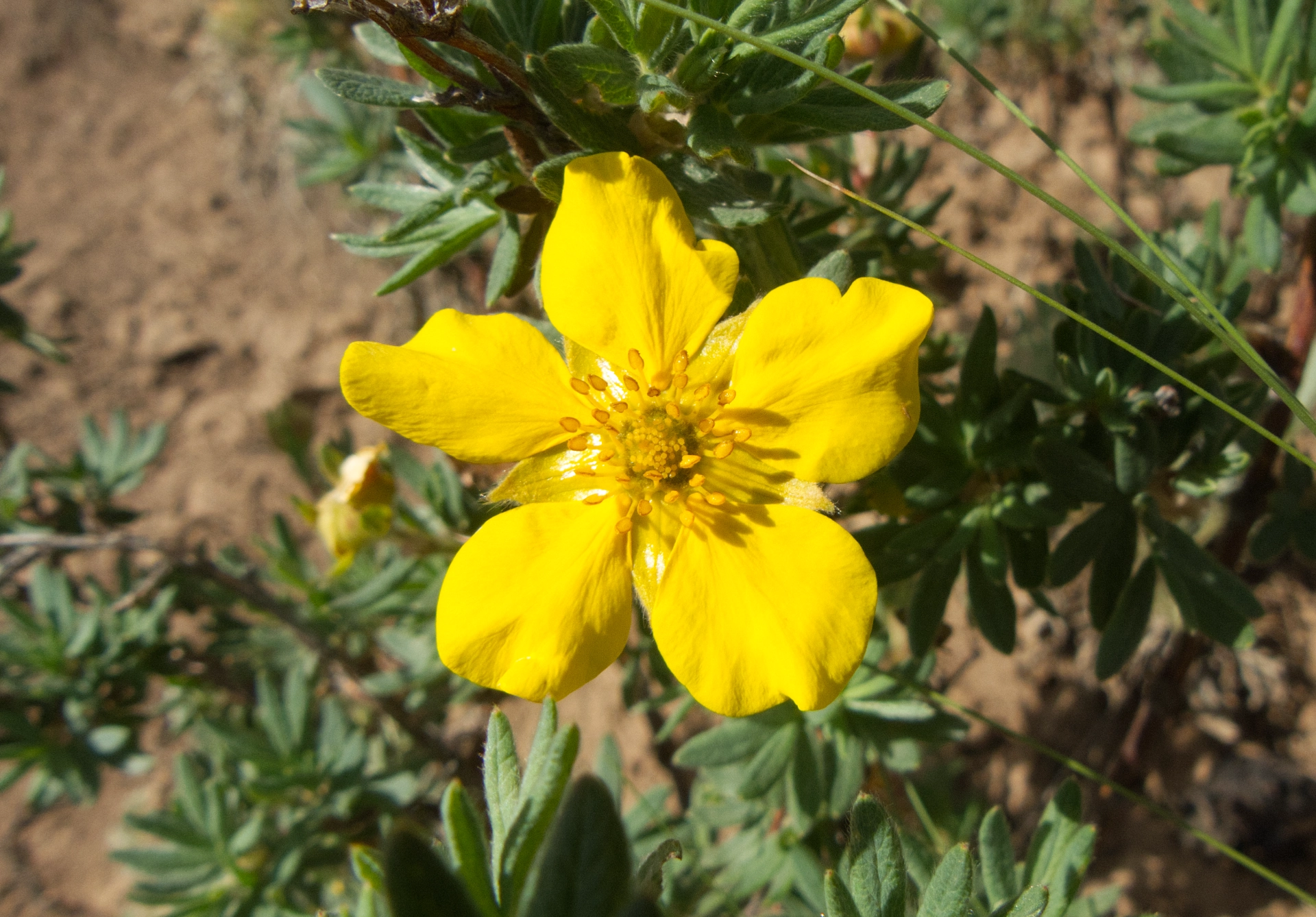 Shrubby cinquefoil