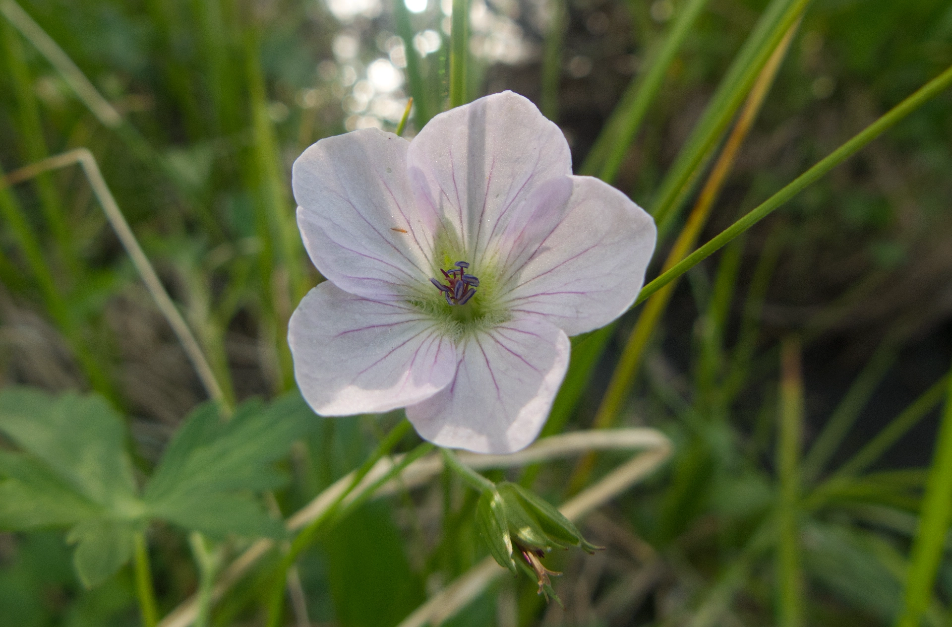 Thompson's geranium