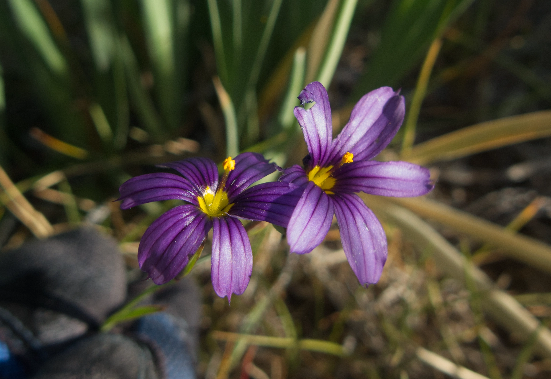 Blue-eyed grass