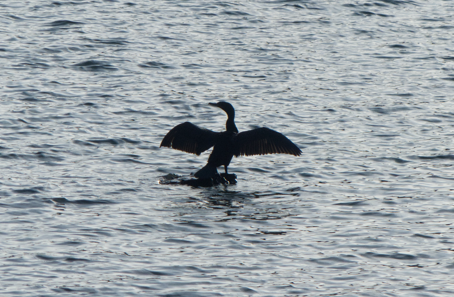 Cormorant drying its wings