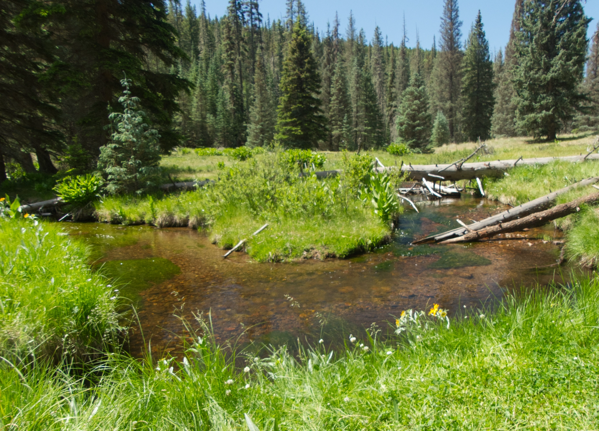 a curve in the tea-colored creek