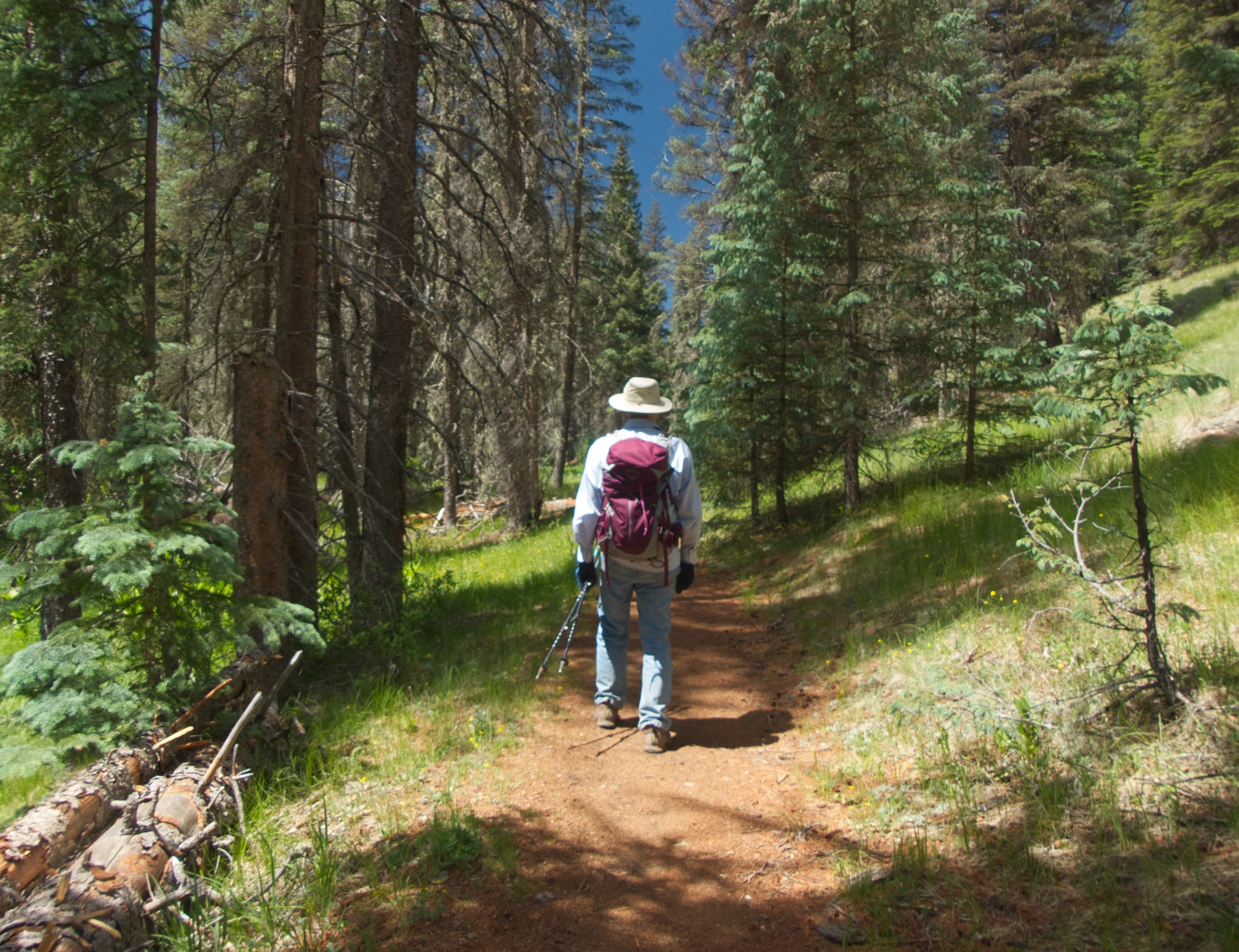 hiking in a dense Douglas fir forest
