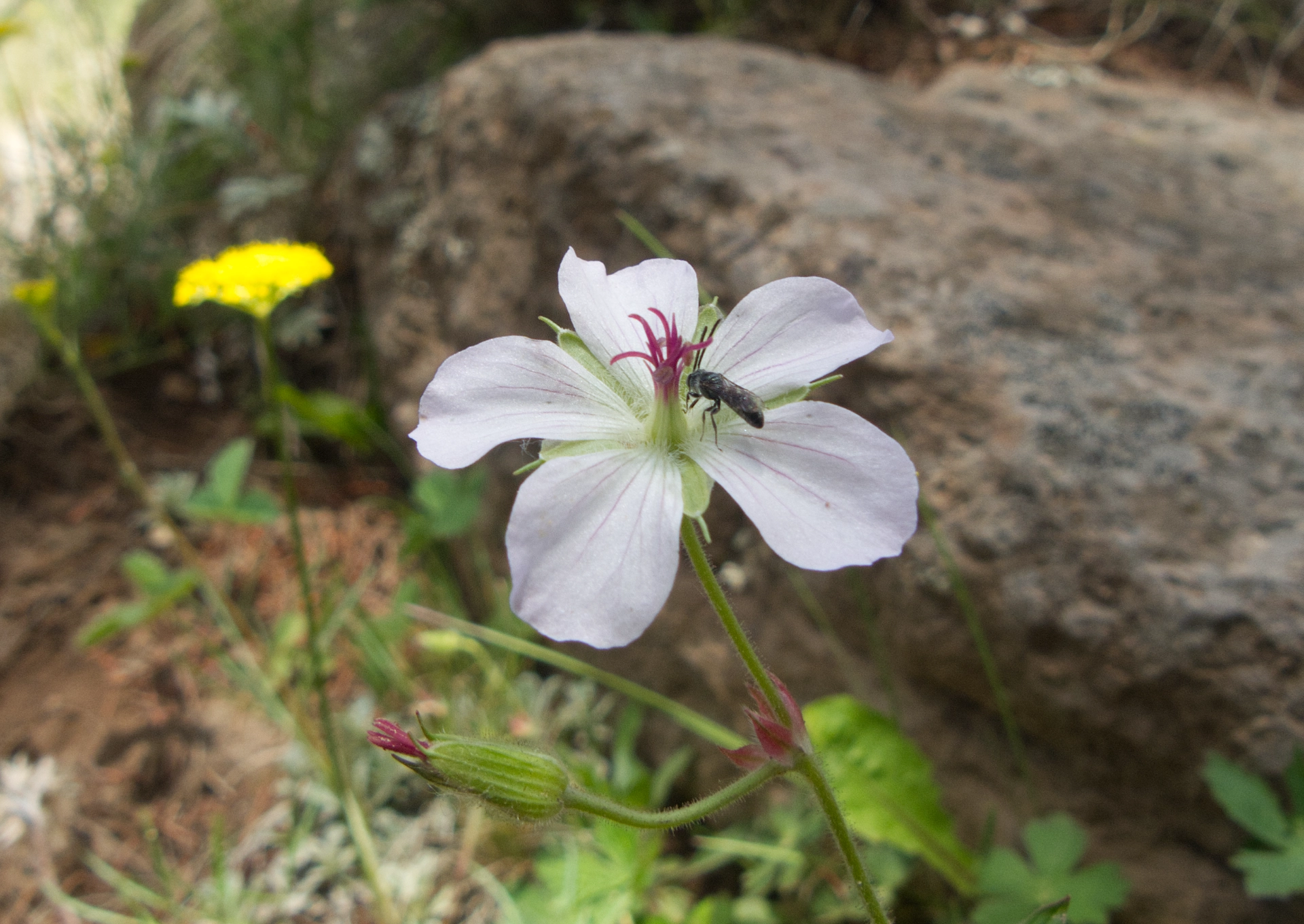 Richardson's geranium