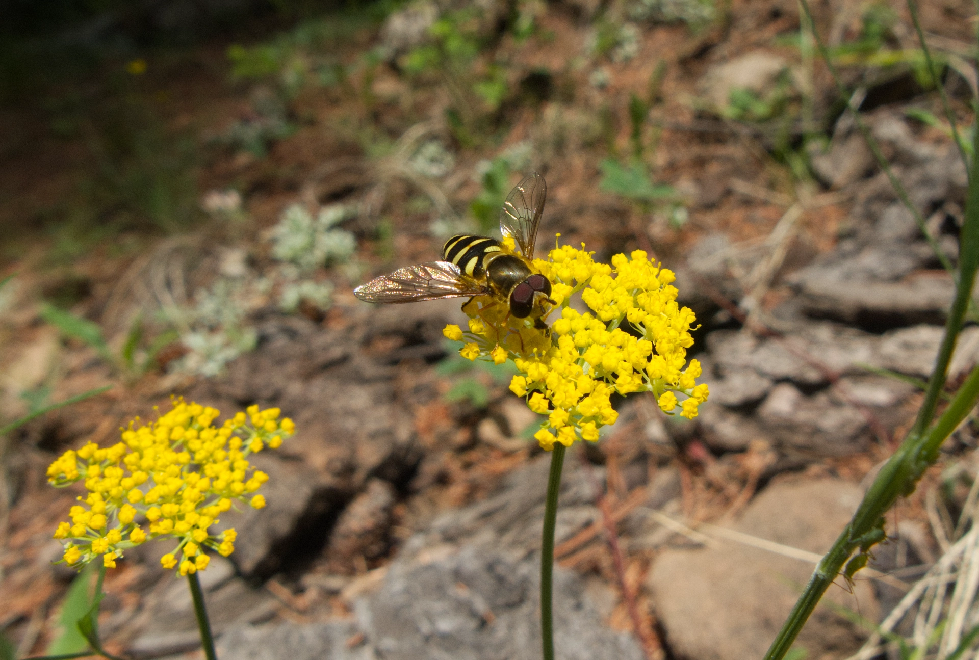 bee-like fly