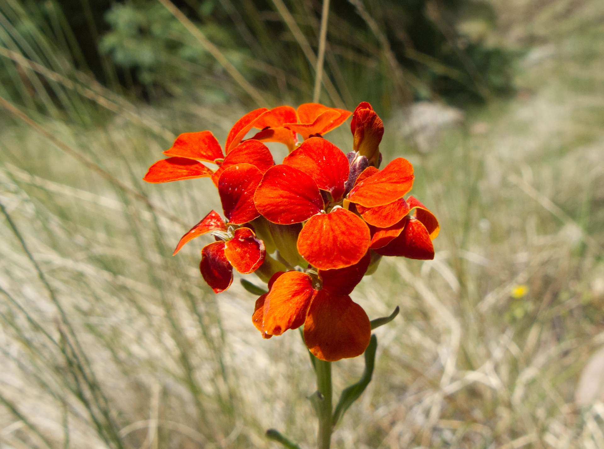 Western wallflower