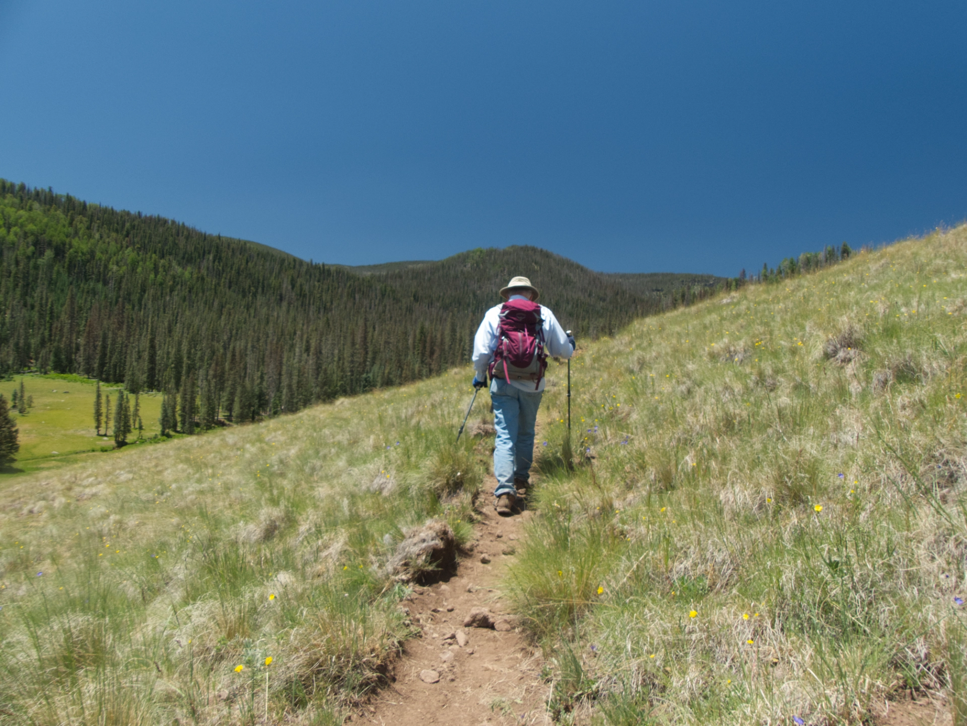 crossing an immense alpine meadow