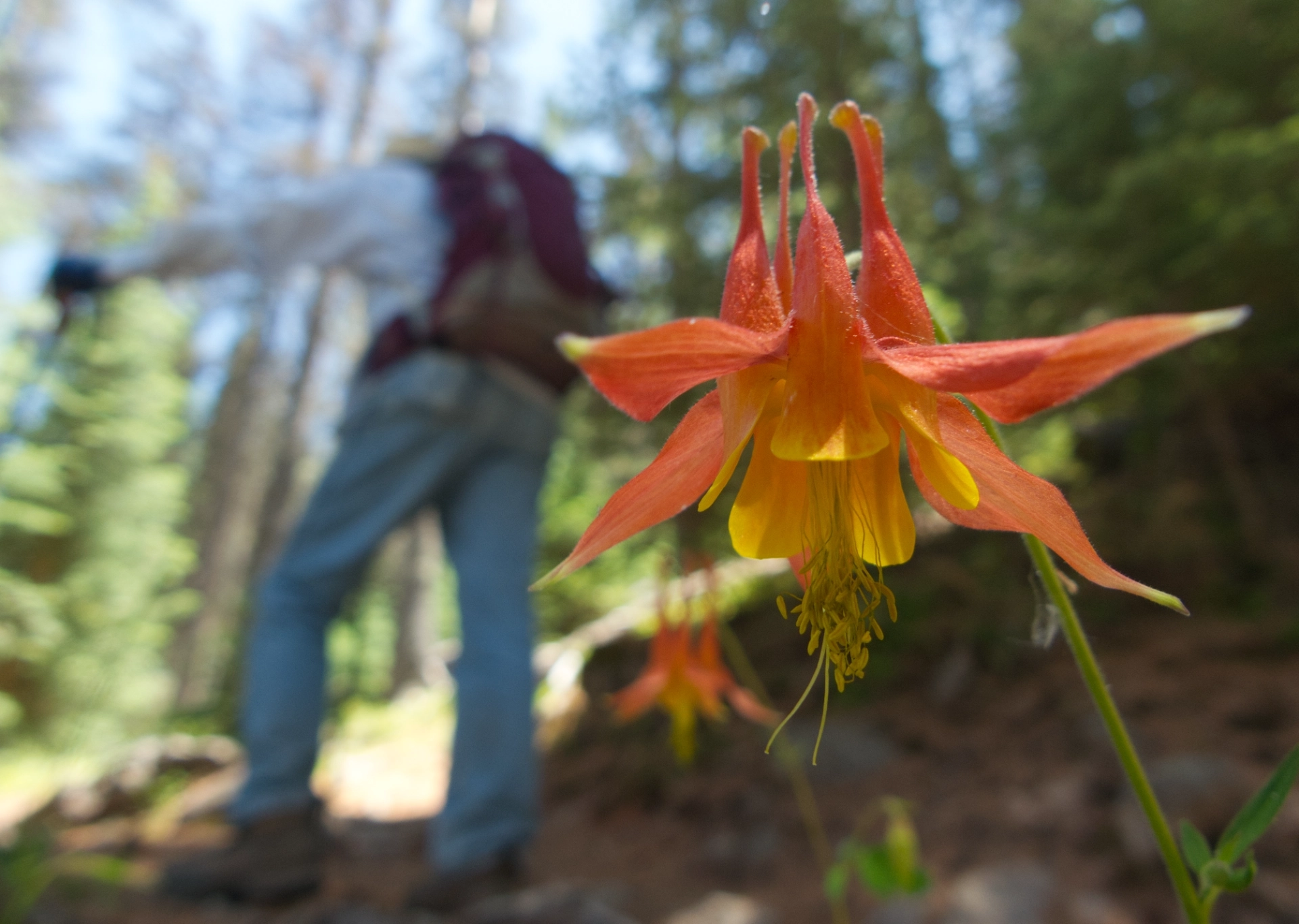 Arizona columbine