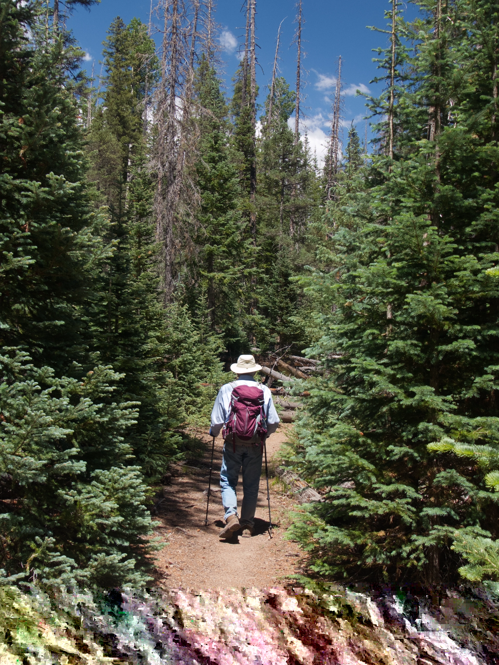 dense Engelmann fir forest
