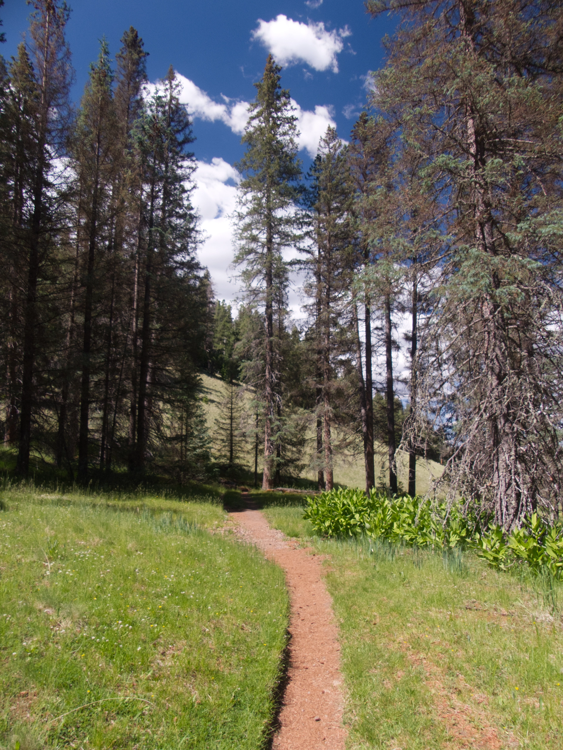 a path through the forest