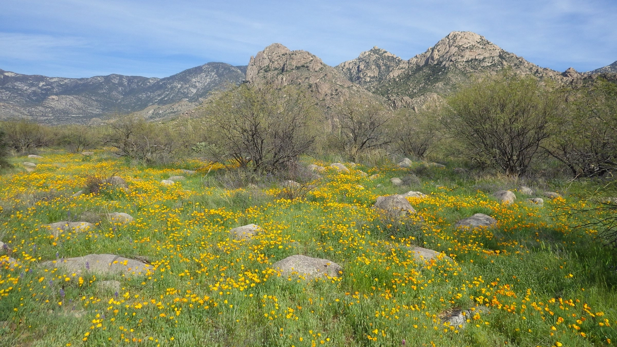 desert wildflowers