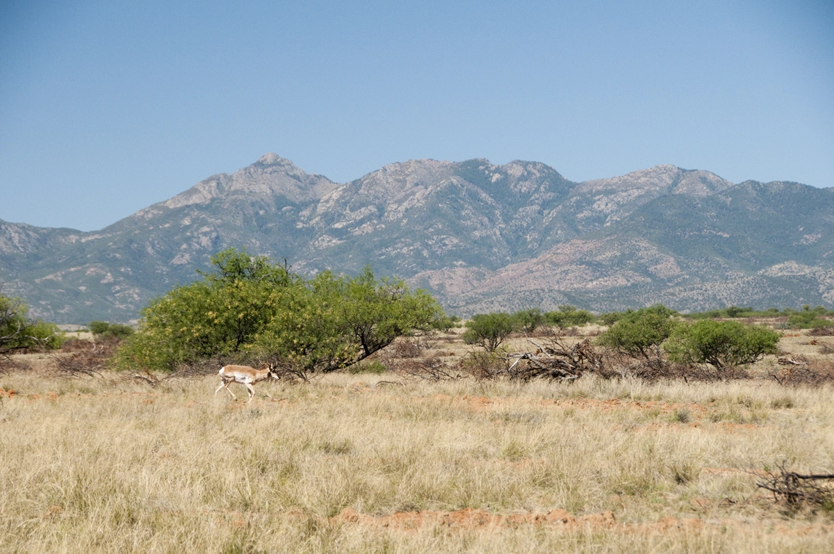 Pronghorn Antelope